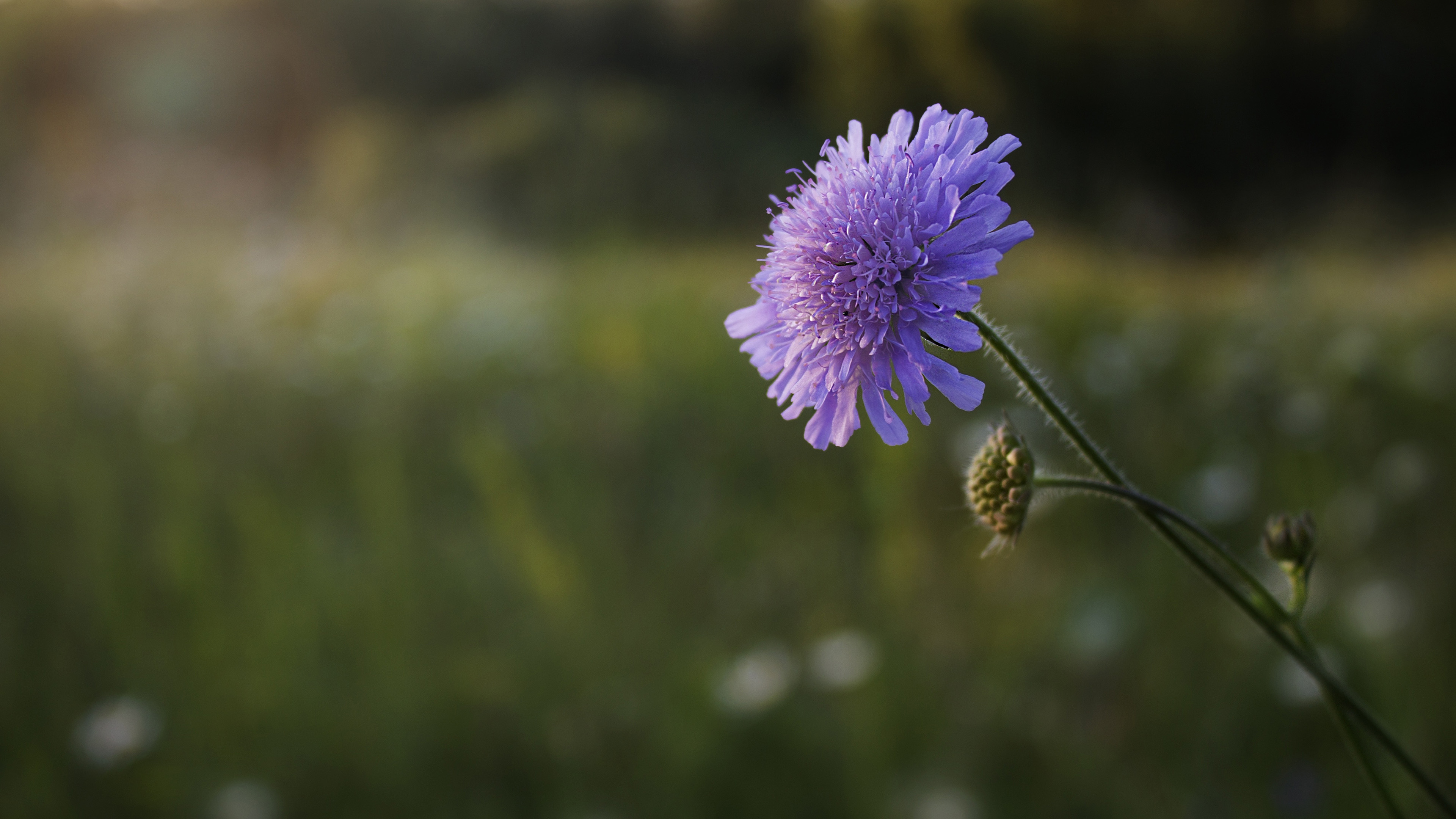 鸟语花香,菊花,紫色花朵,郊外