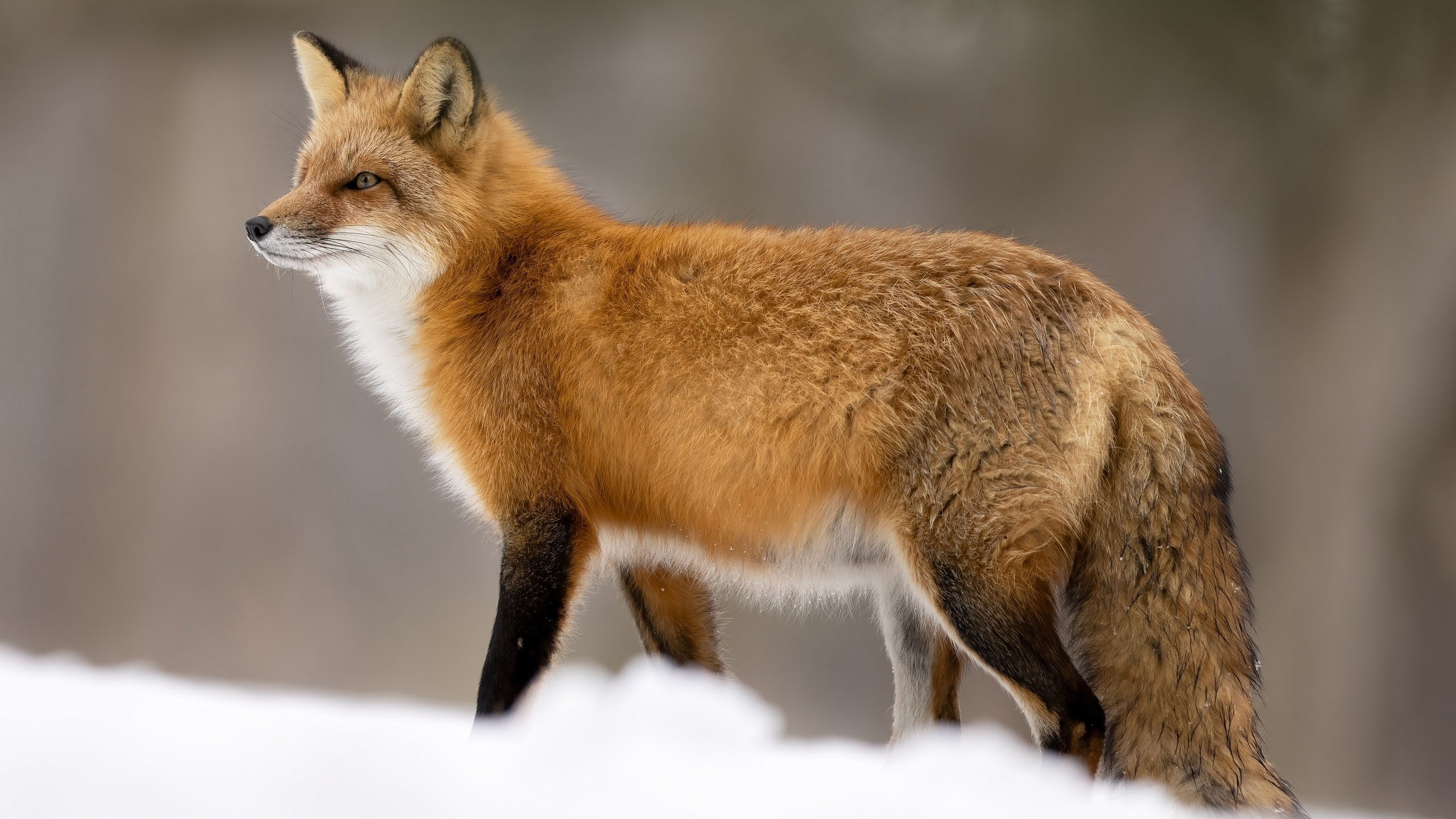 野生动物,狐狸,雪狐