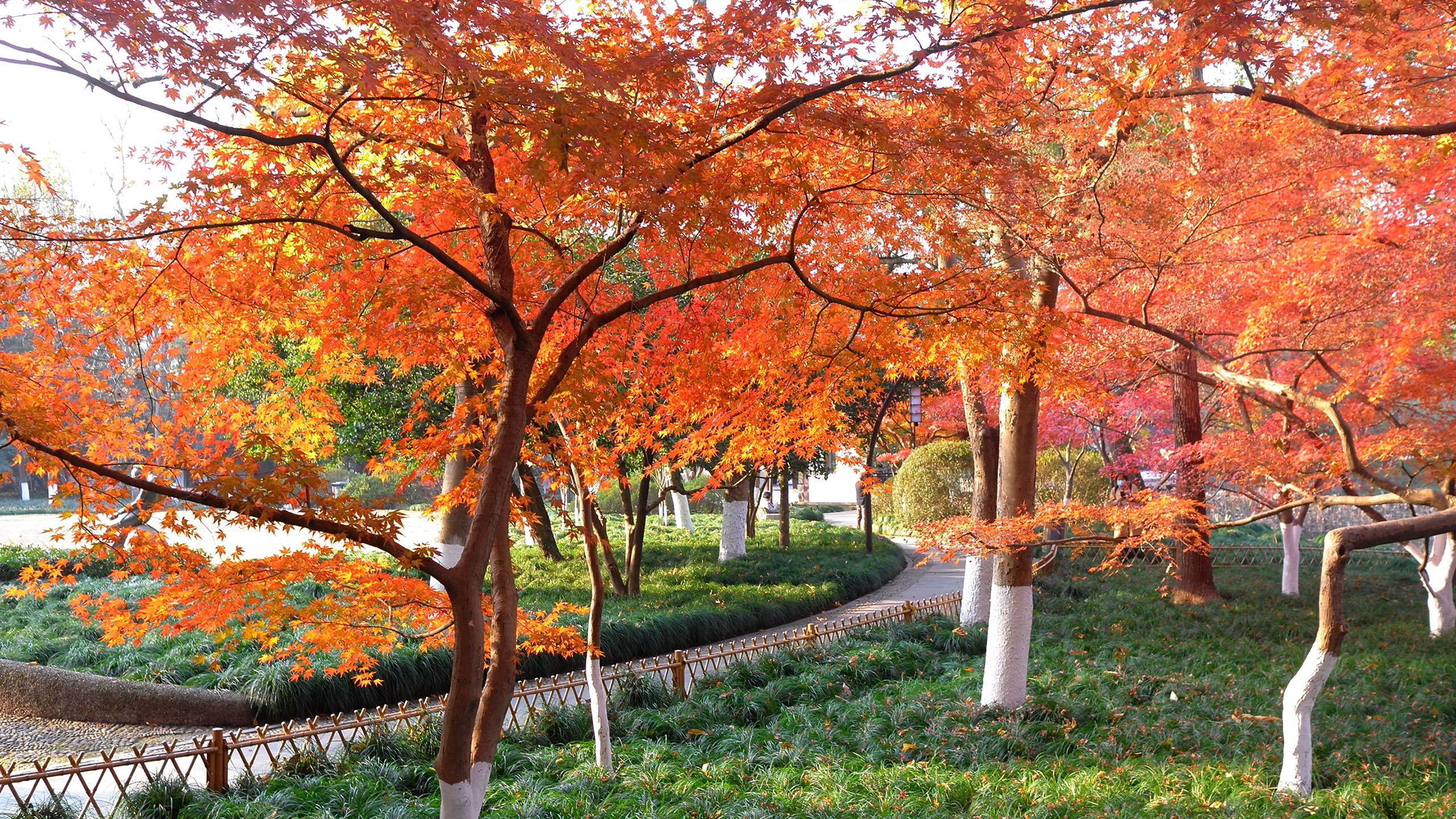 秋意正浓,公园,红叶,枫树