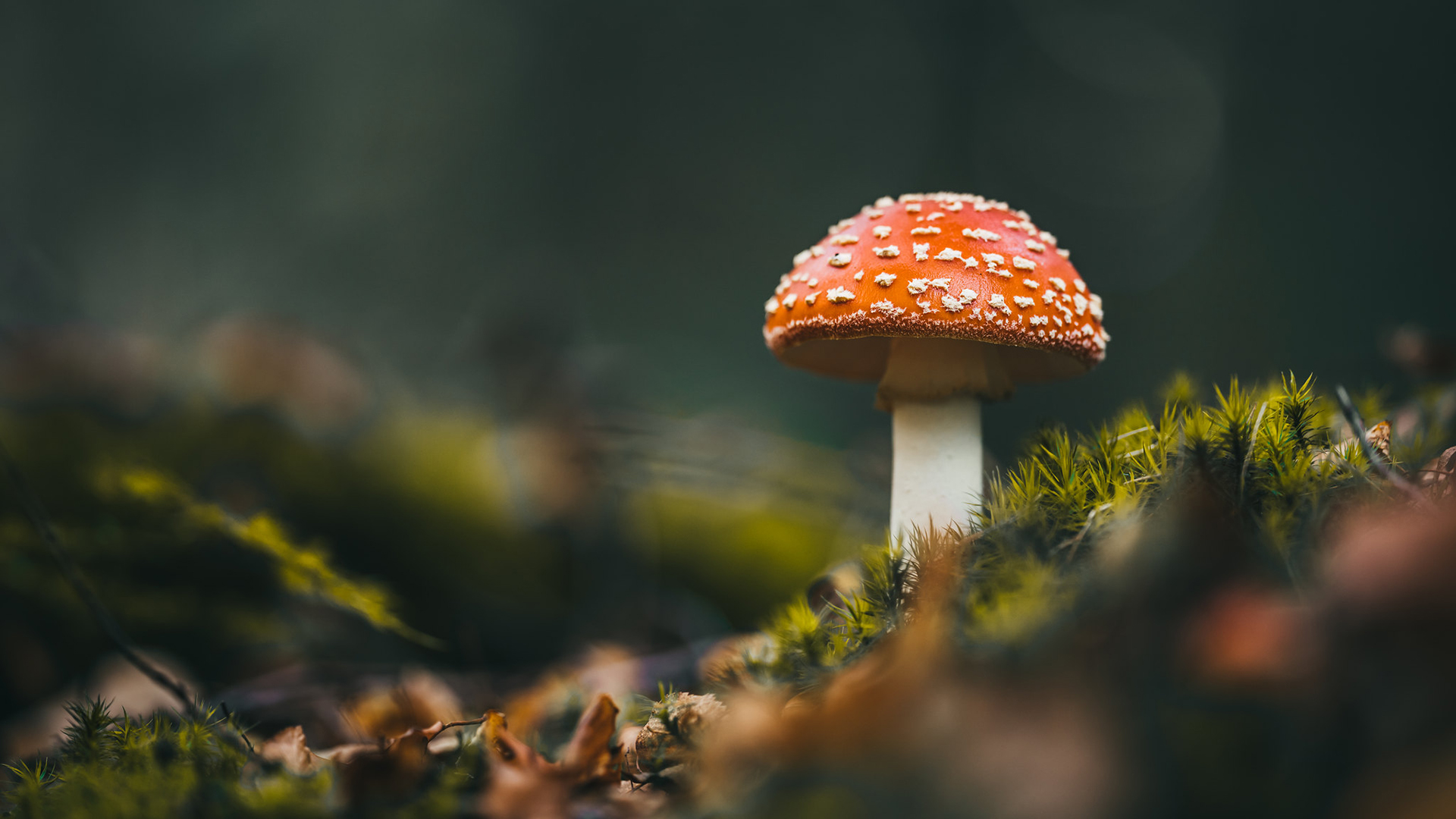 小清新,静物写真,蘑菇,毒蘑菇