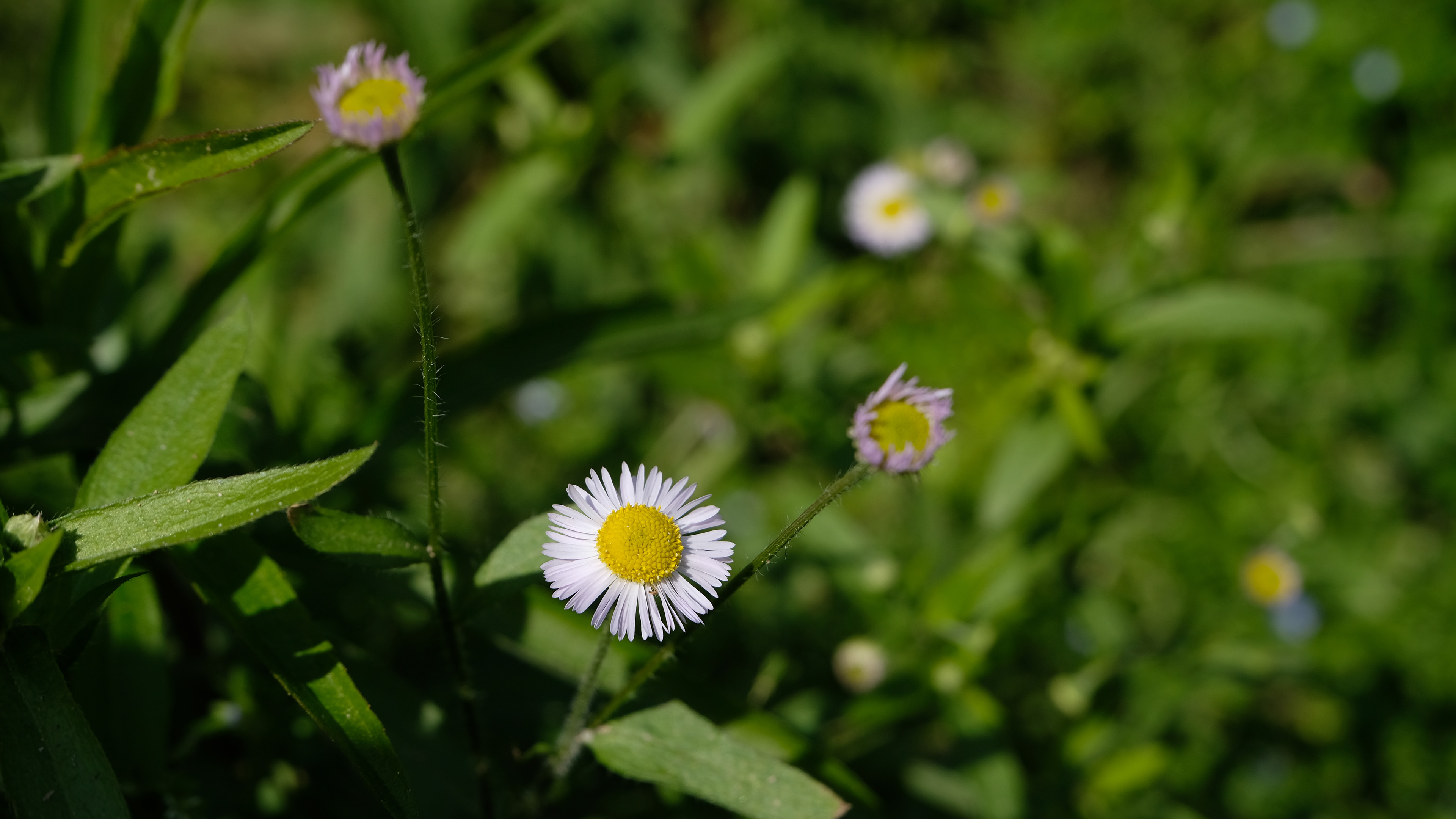 鸟语花香,野菊花,小雏菊,郊外