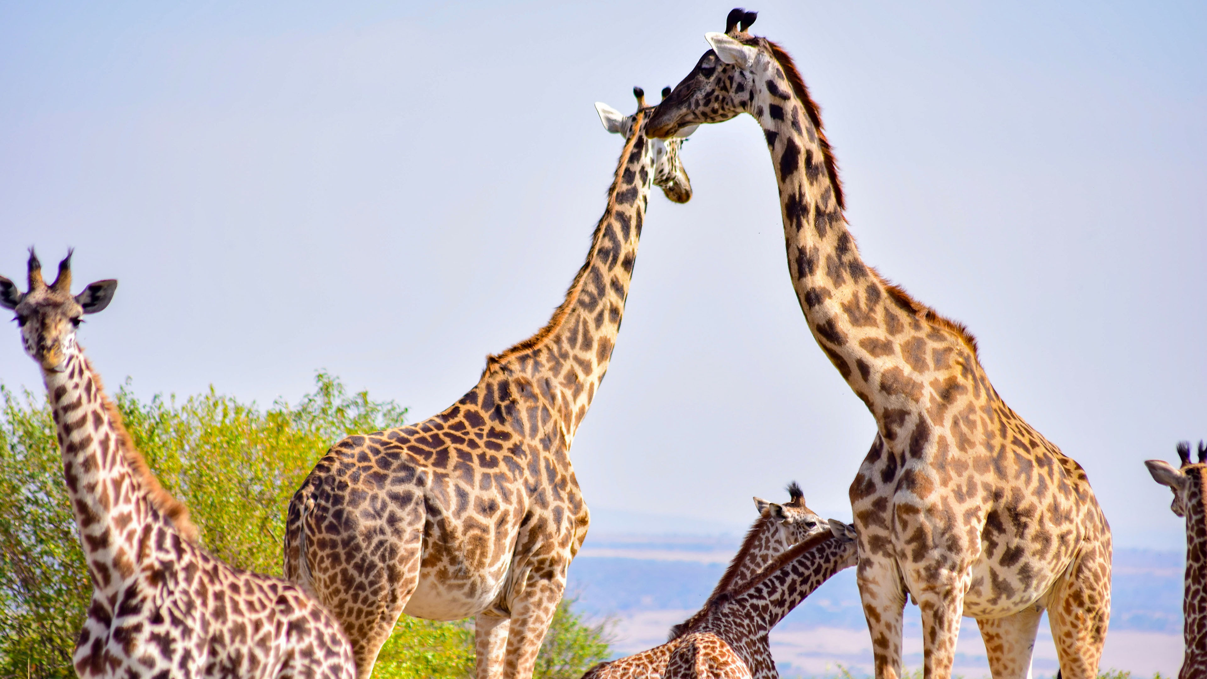 野生动物,长颈鹿