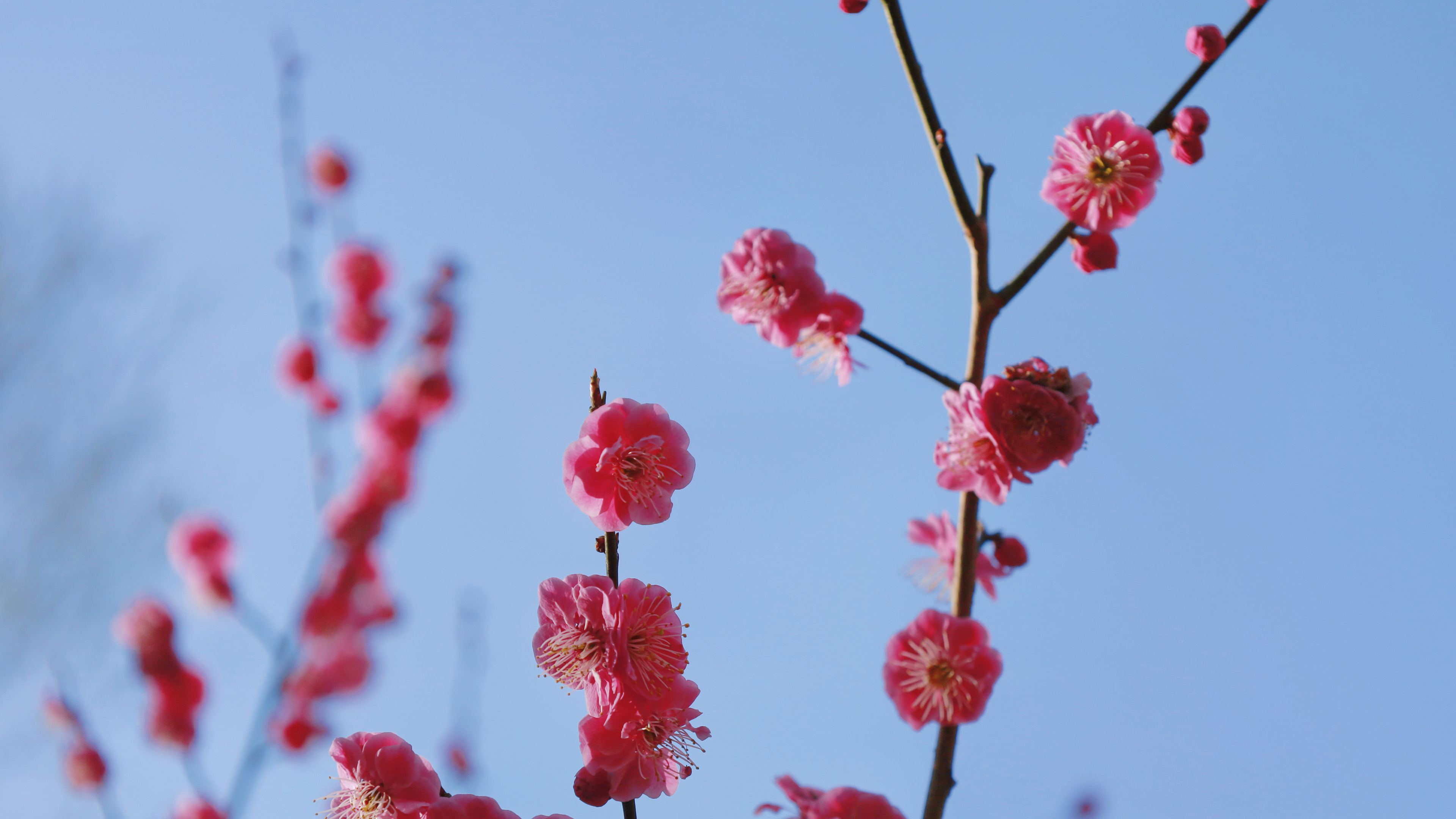 娇艳欲滴,梅花,红梅,树枝