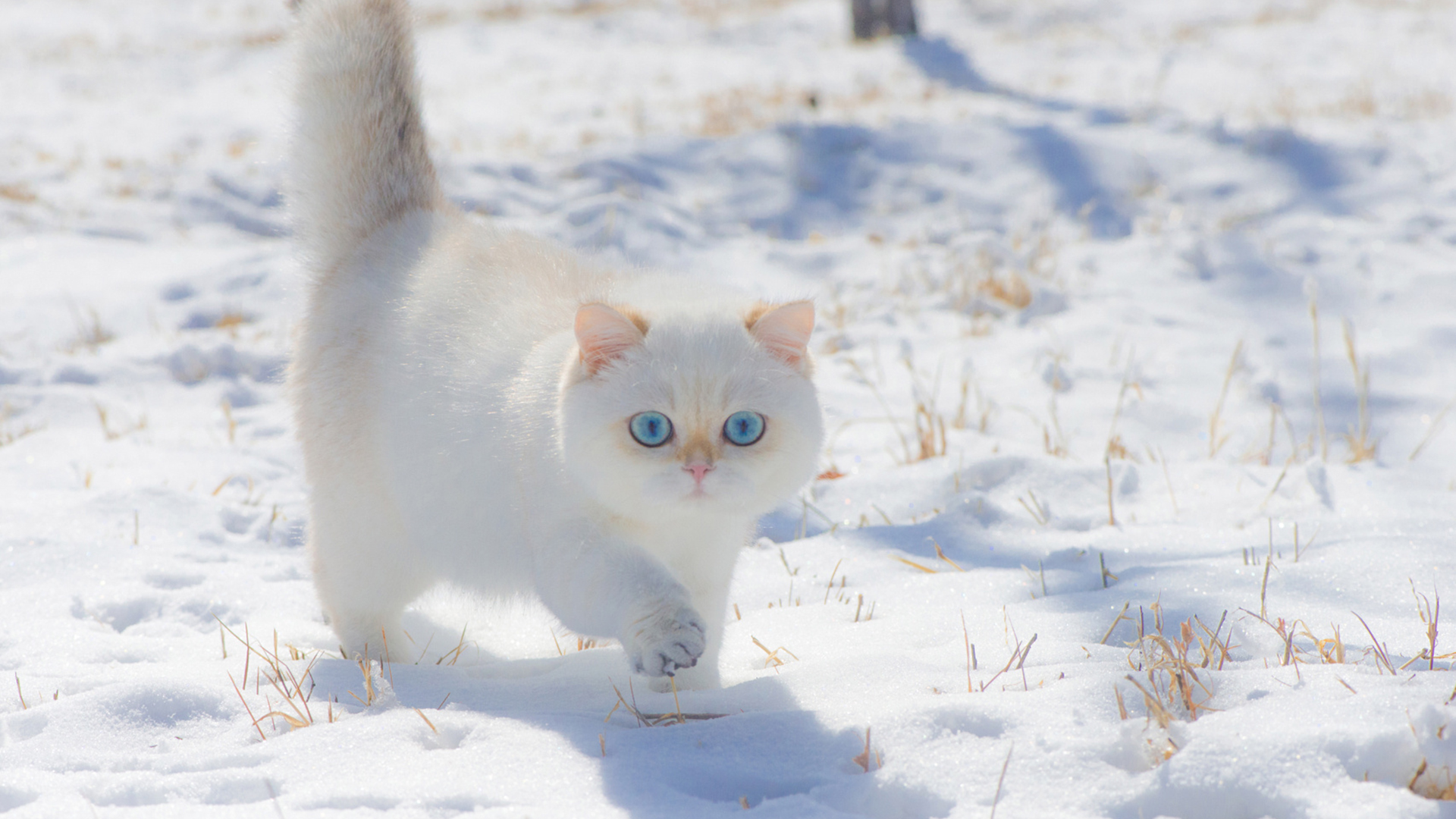 喵星人,白猫咪,雪地,波斯猫