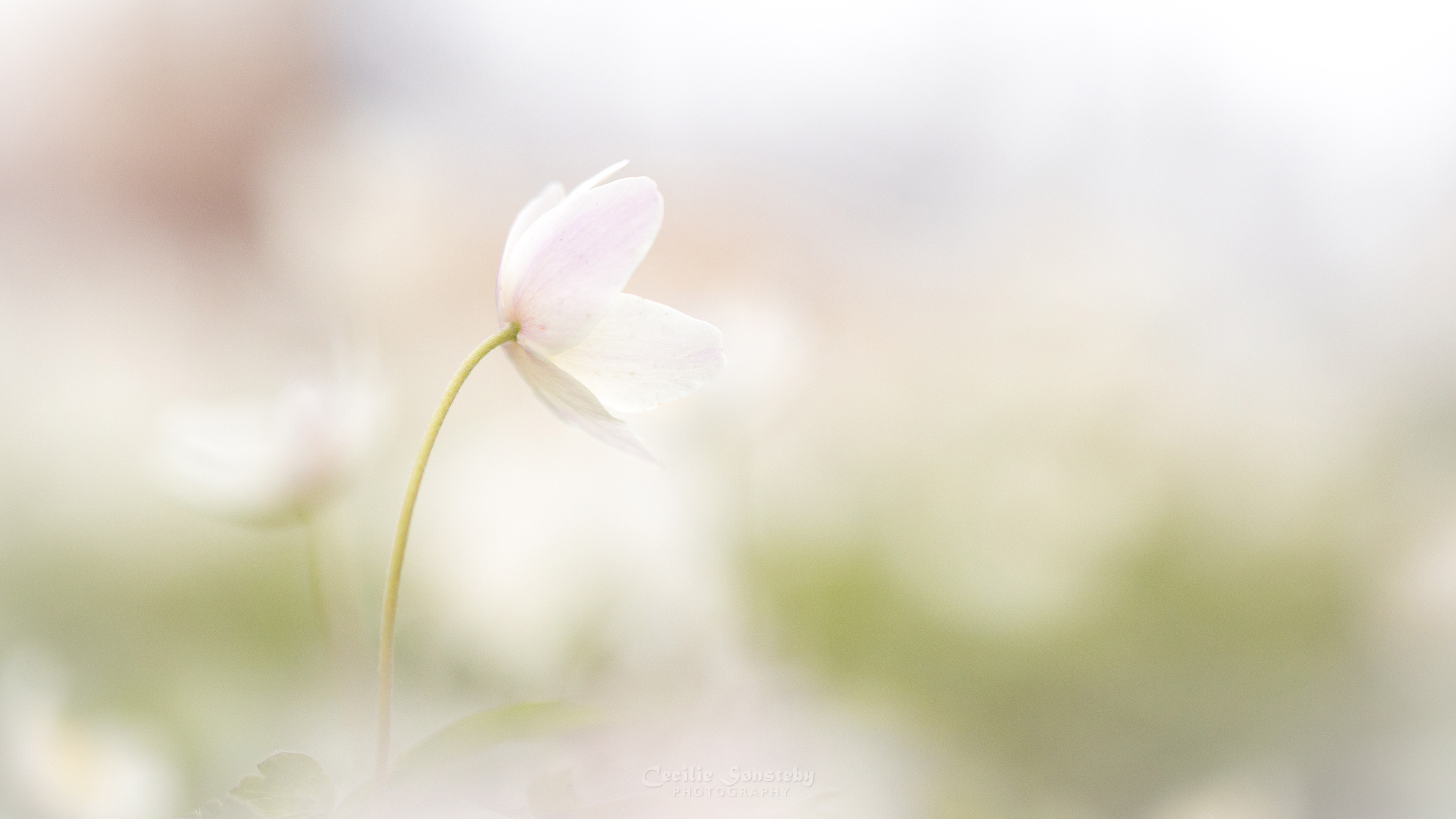 鸟语花香,景深,鲜花,梦幻