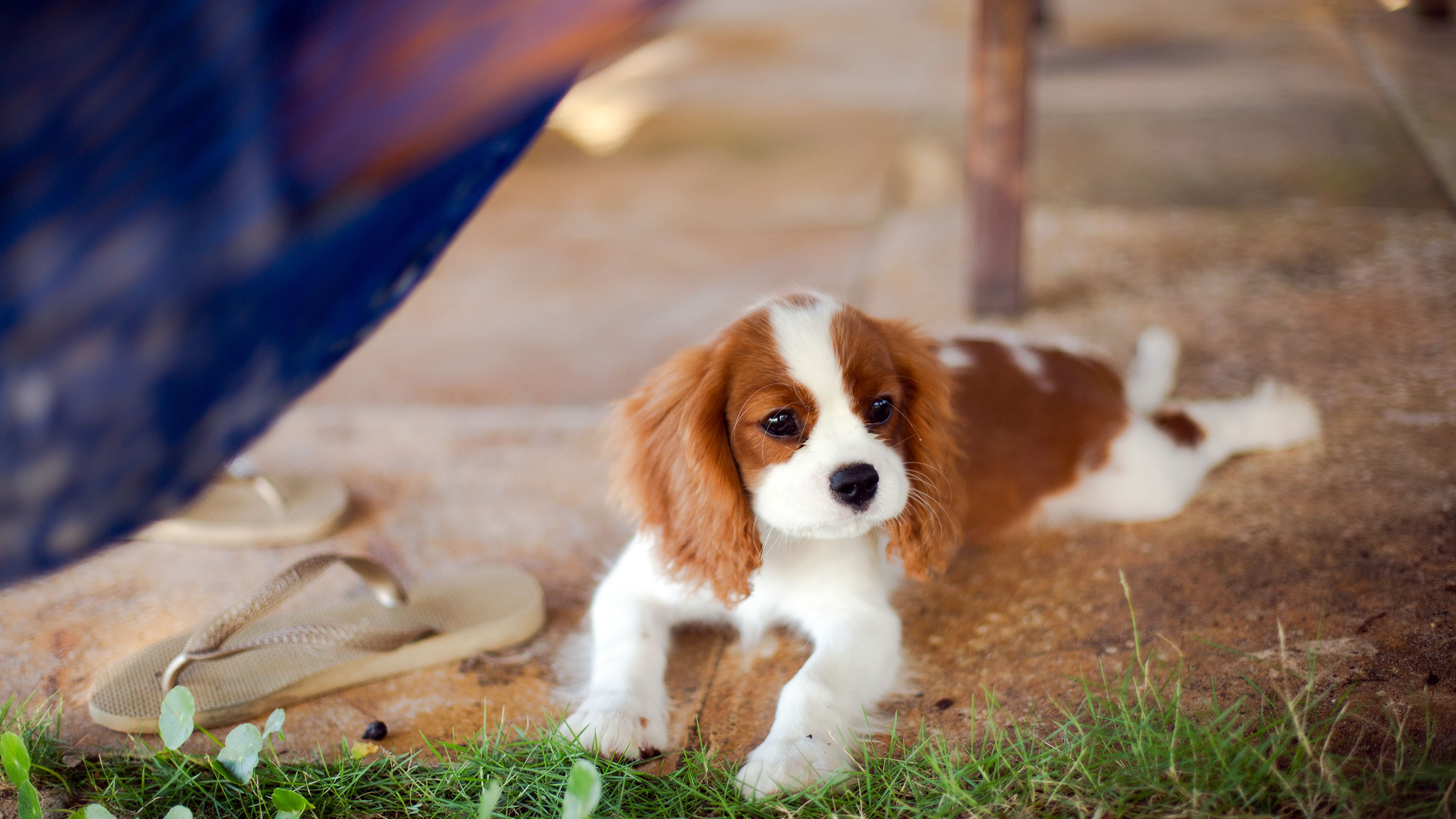 汪星人,可爱狗狗股,拖鞋