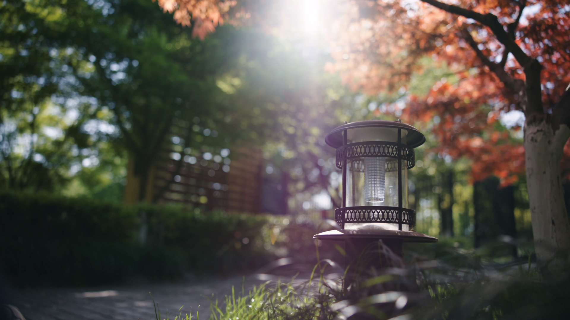 静物写真,路灯,阳光,树林