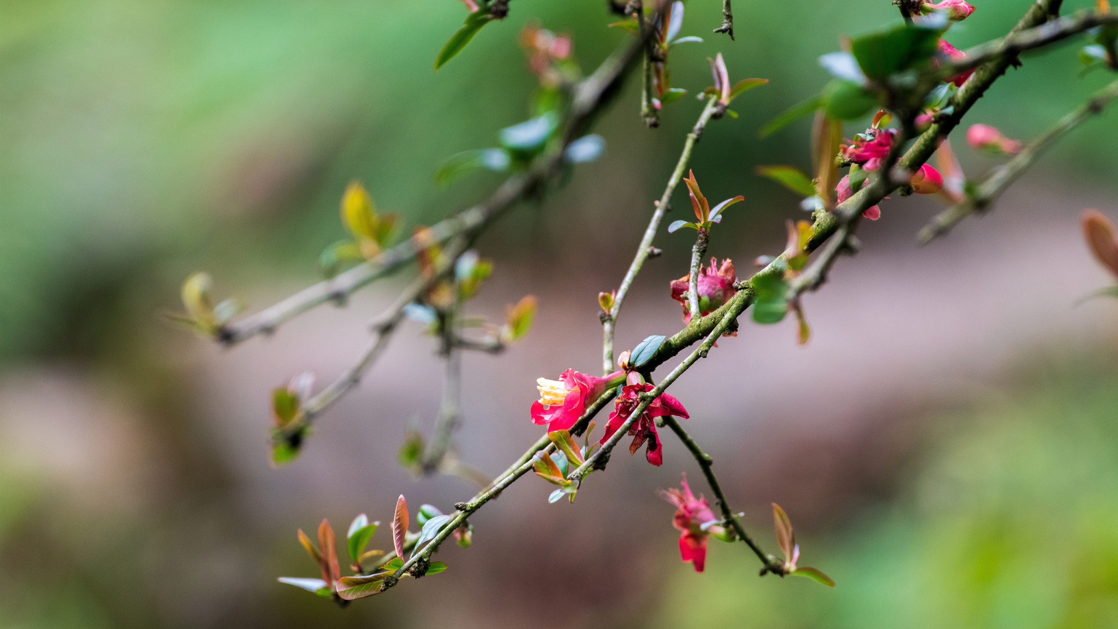 鸟语花香,枝头,红花