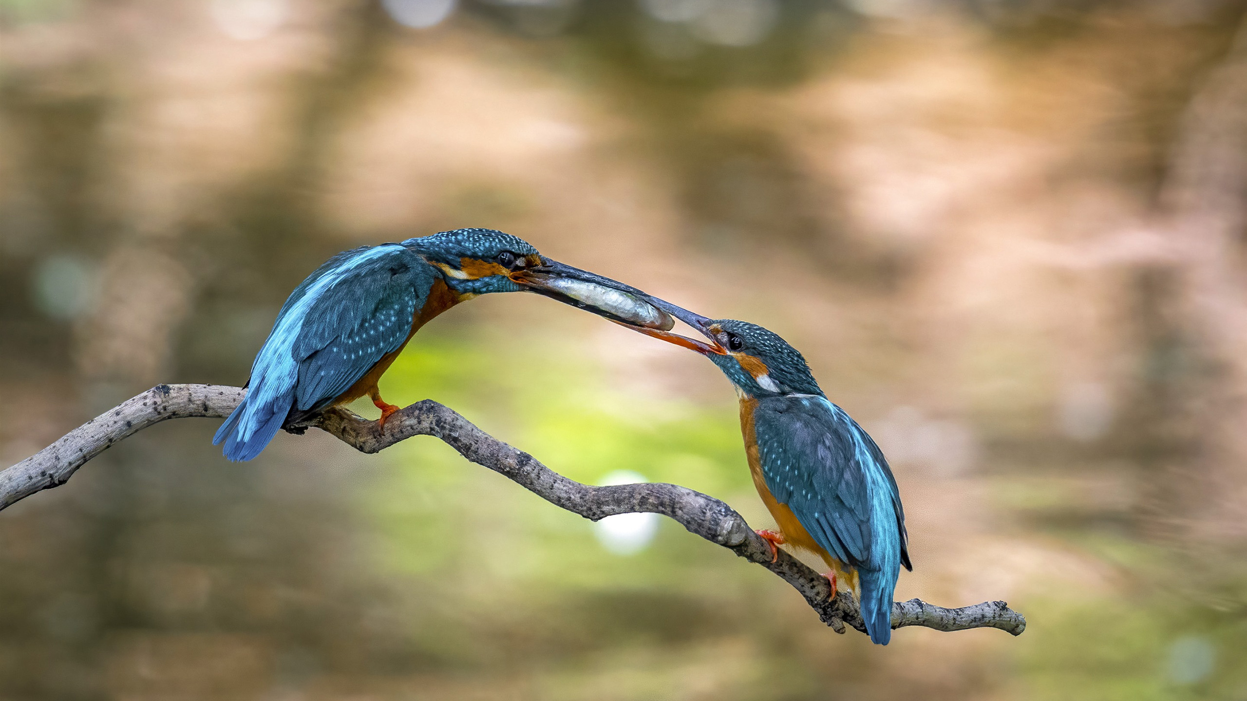 小鸟天地,两只,食物