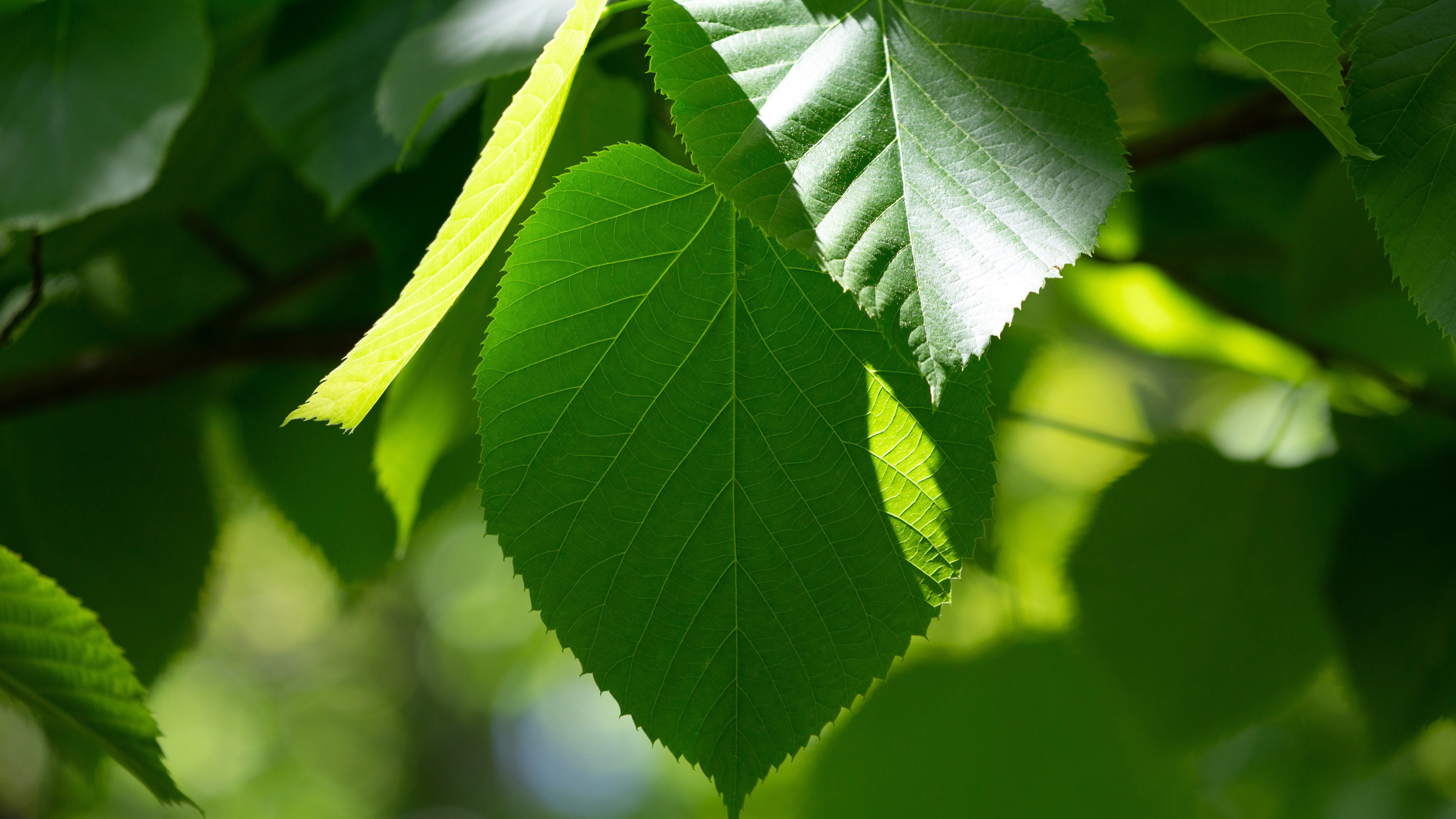 护眼壁纸,树叶,阳光,生机勃勃