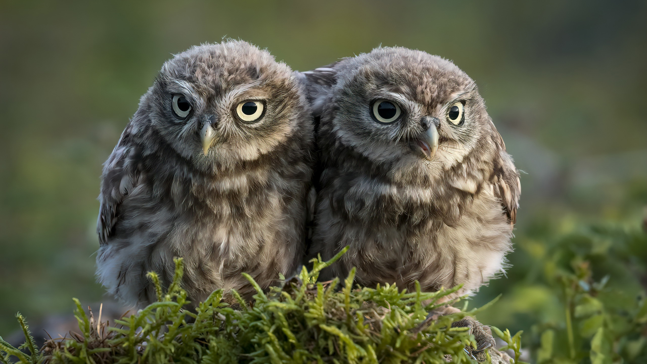 小鸟天地,猫头鹰,小可爱