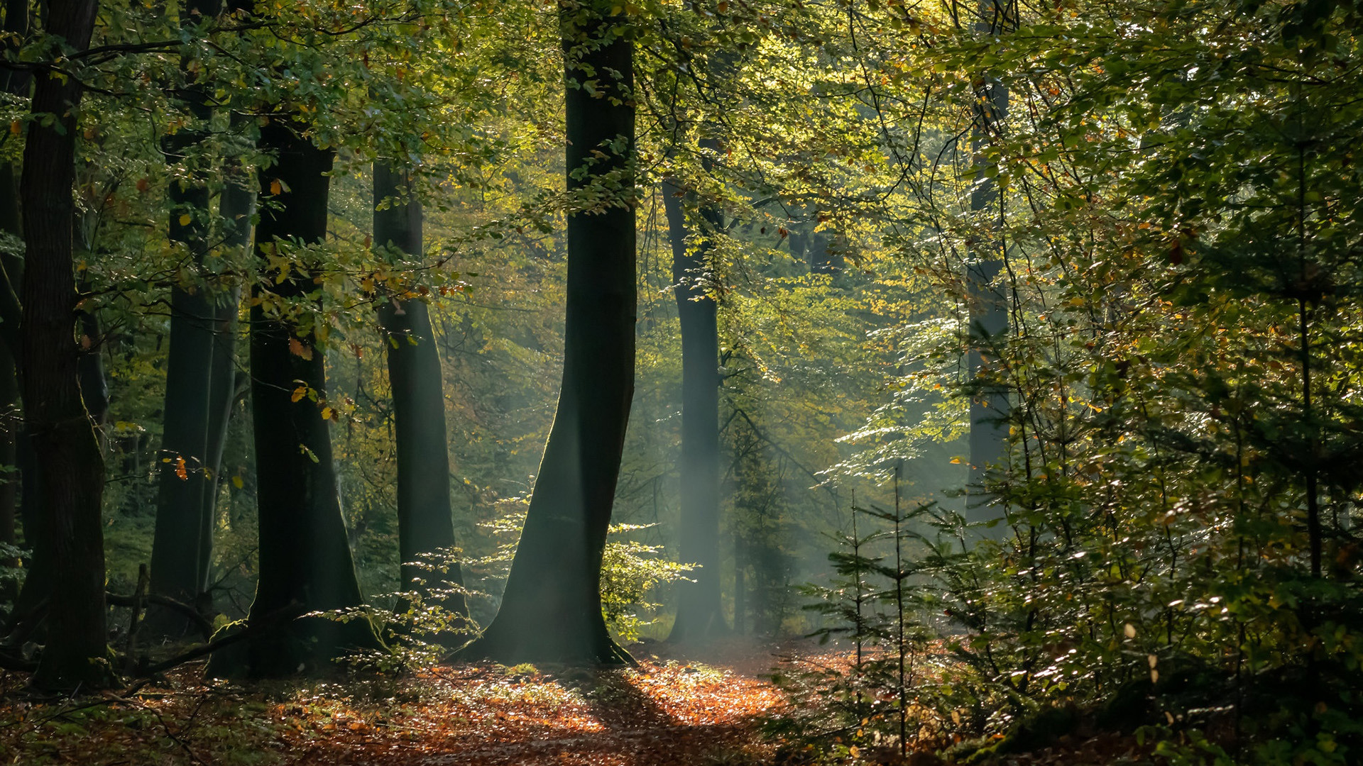 自然风光,树林,阳光