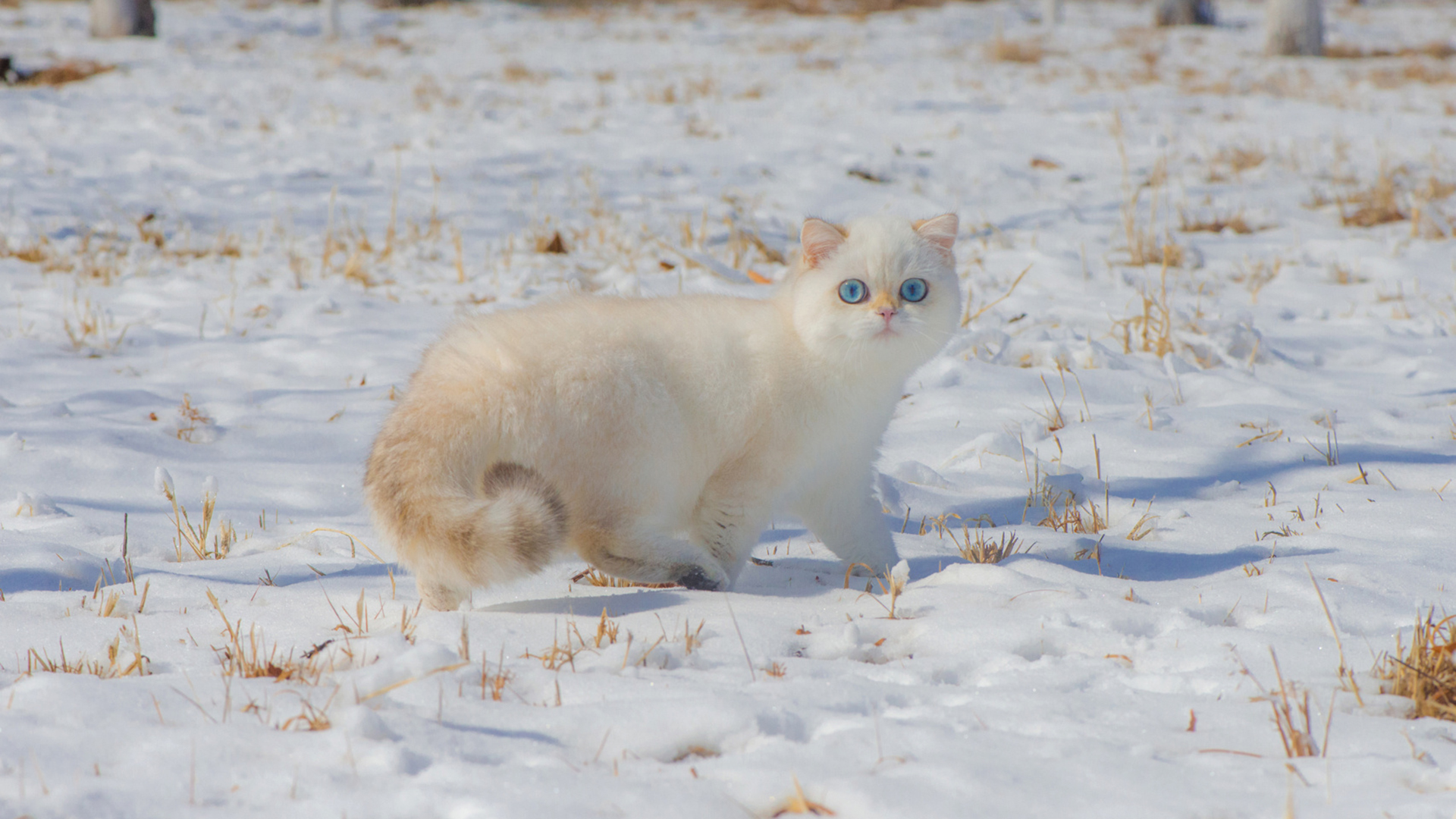 喵星人,白猫咪,雪地,波斯猫