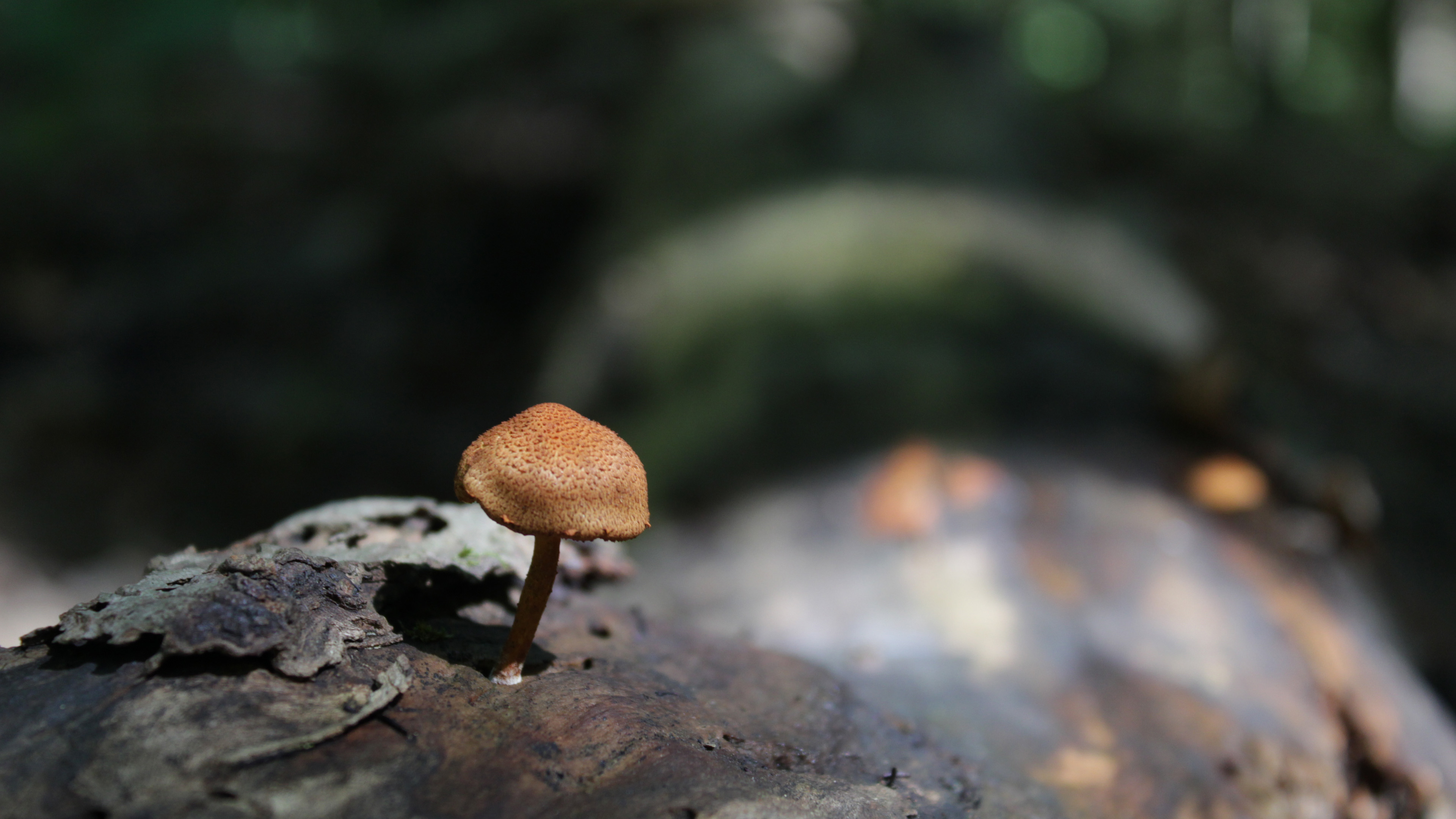 静物写真,蘑菇,菌类