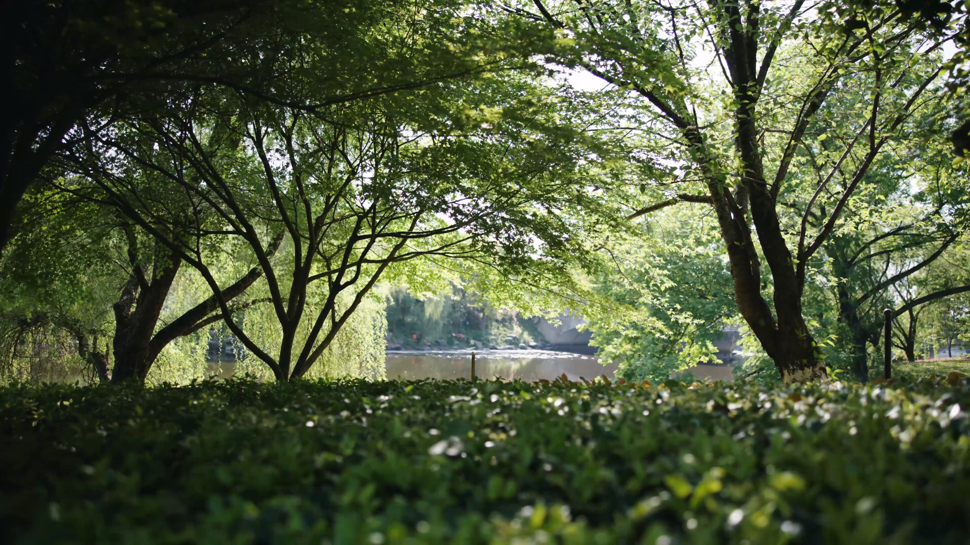 自然风光,公园,树荫