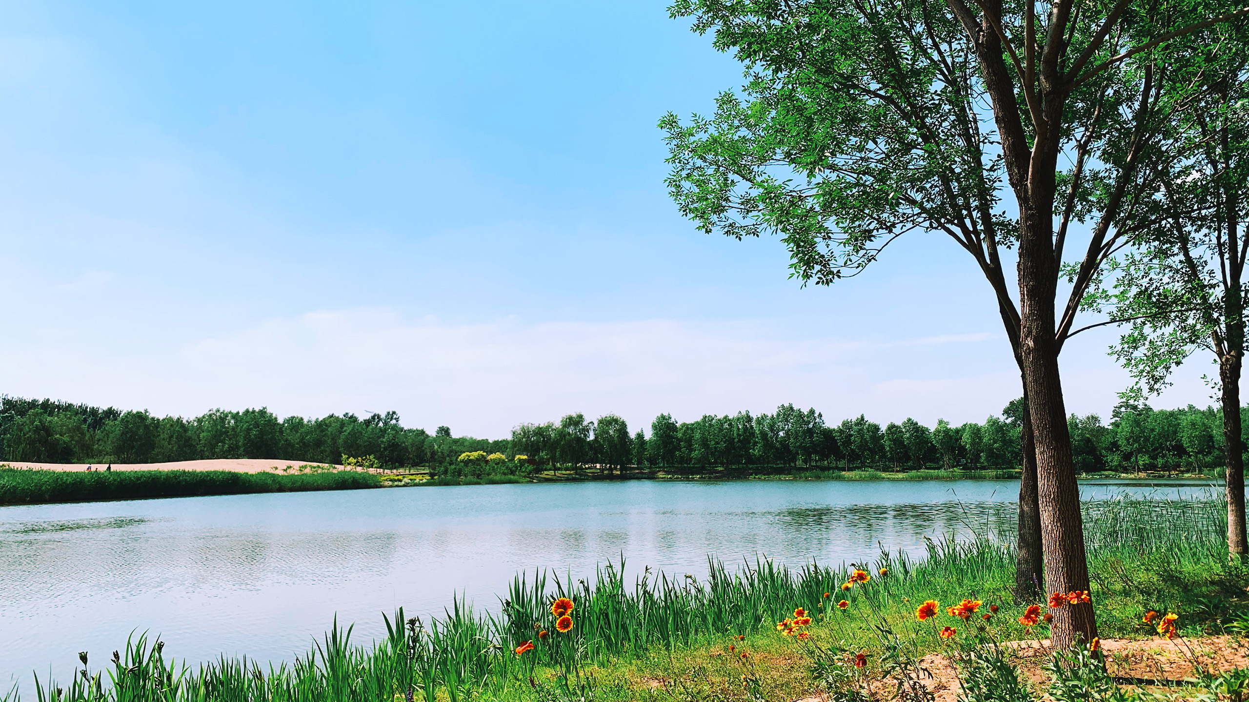 自然风光,湖畔,小红花