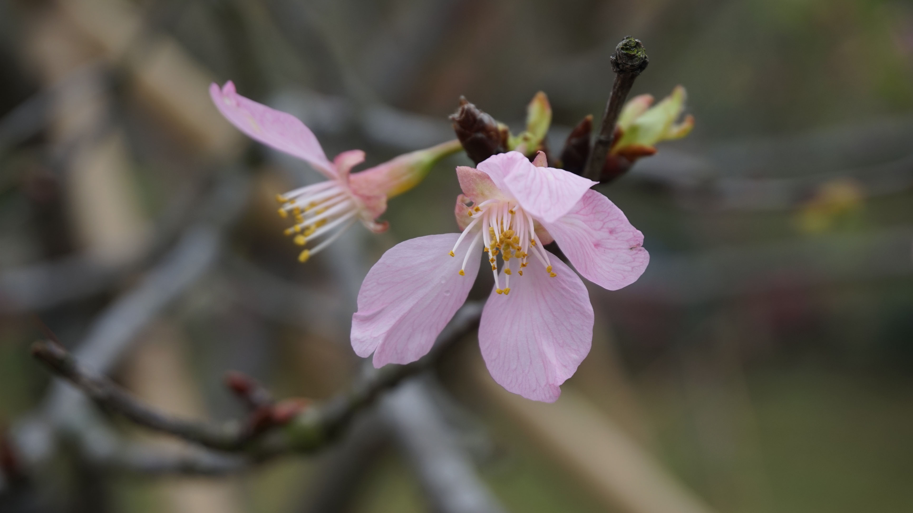 娇艳欲滴,桃花,花朵,花蕊