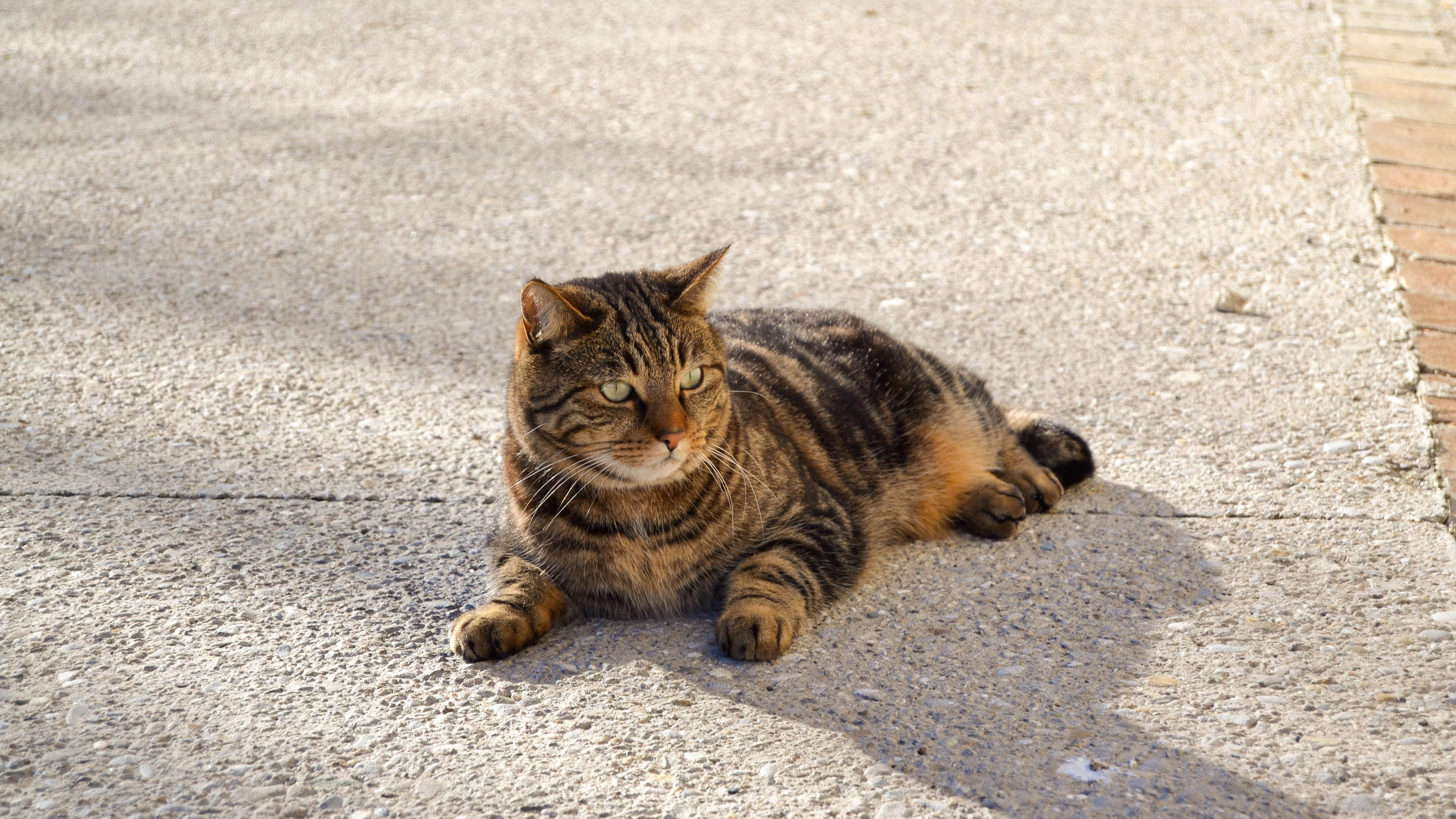 喵星人,肥猫咪,大花猫,晒太阳