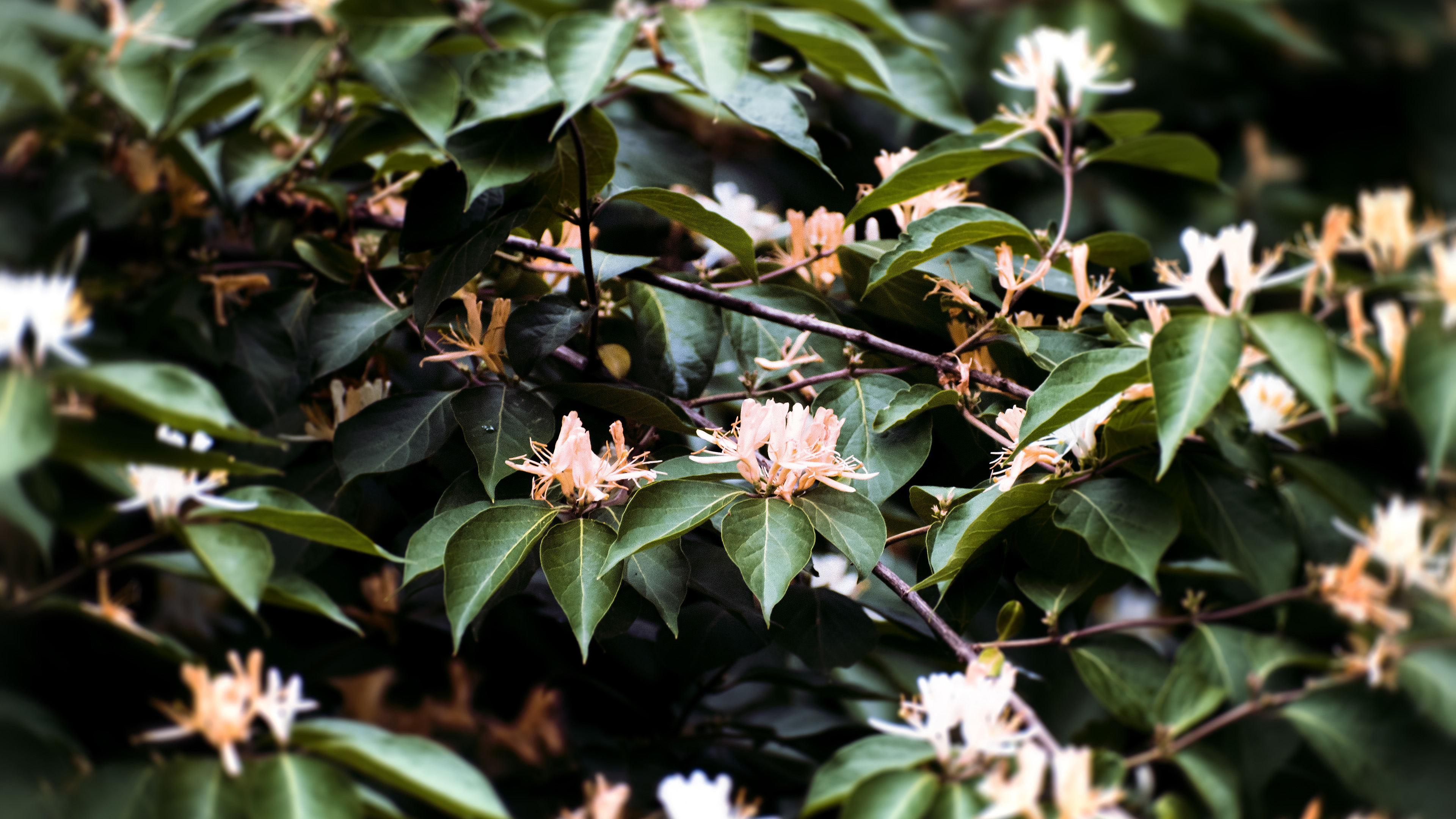 娇艳欲滴,花满树,花朵,盛开