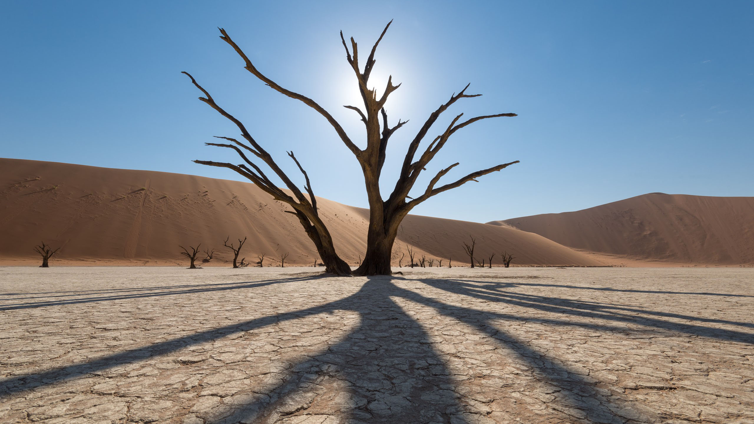 炎炎夏日,枯树,干旱,烈日