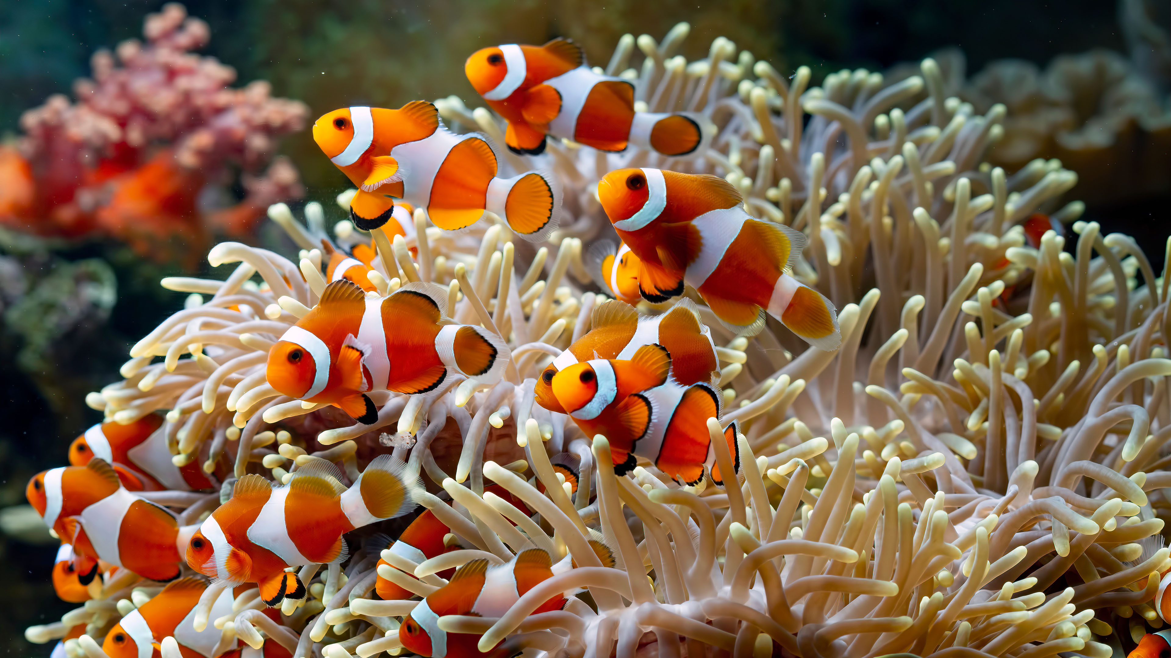 海底世界,小丑鱼,珊瑚