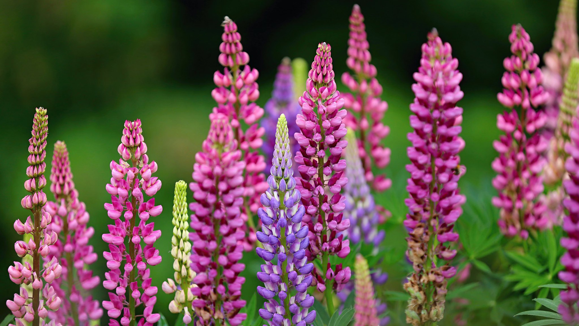 娇艳欲滴,花海,鲜艳