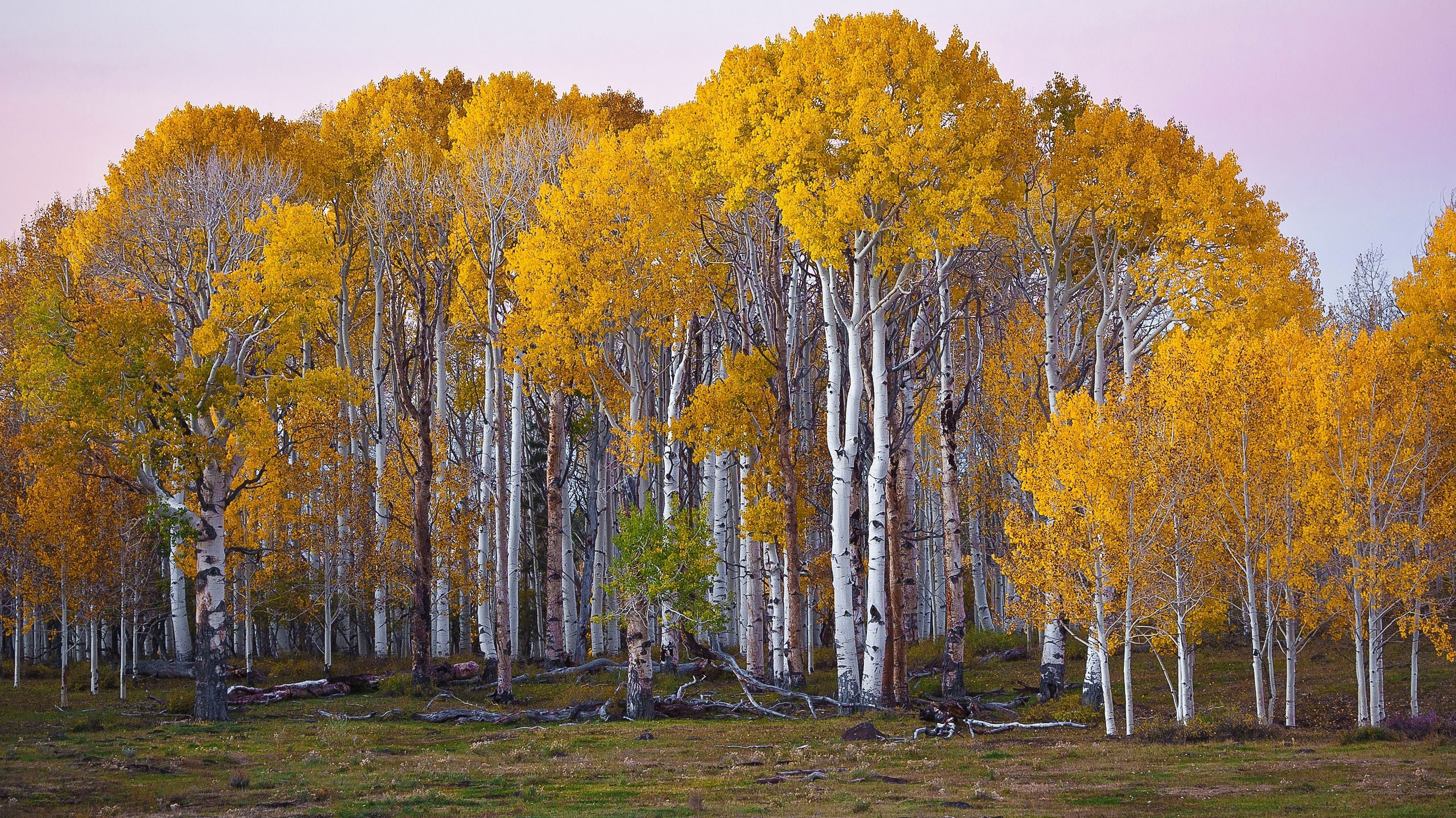 秋意正浓,树林,黄树叶,草地