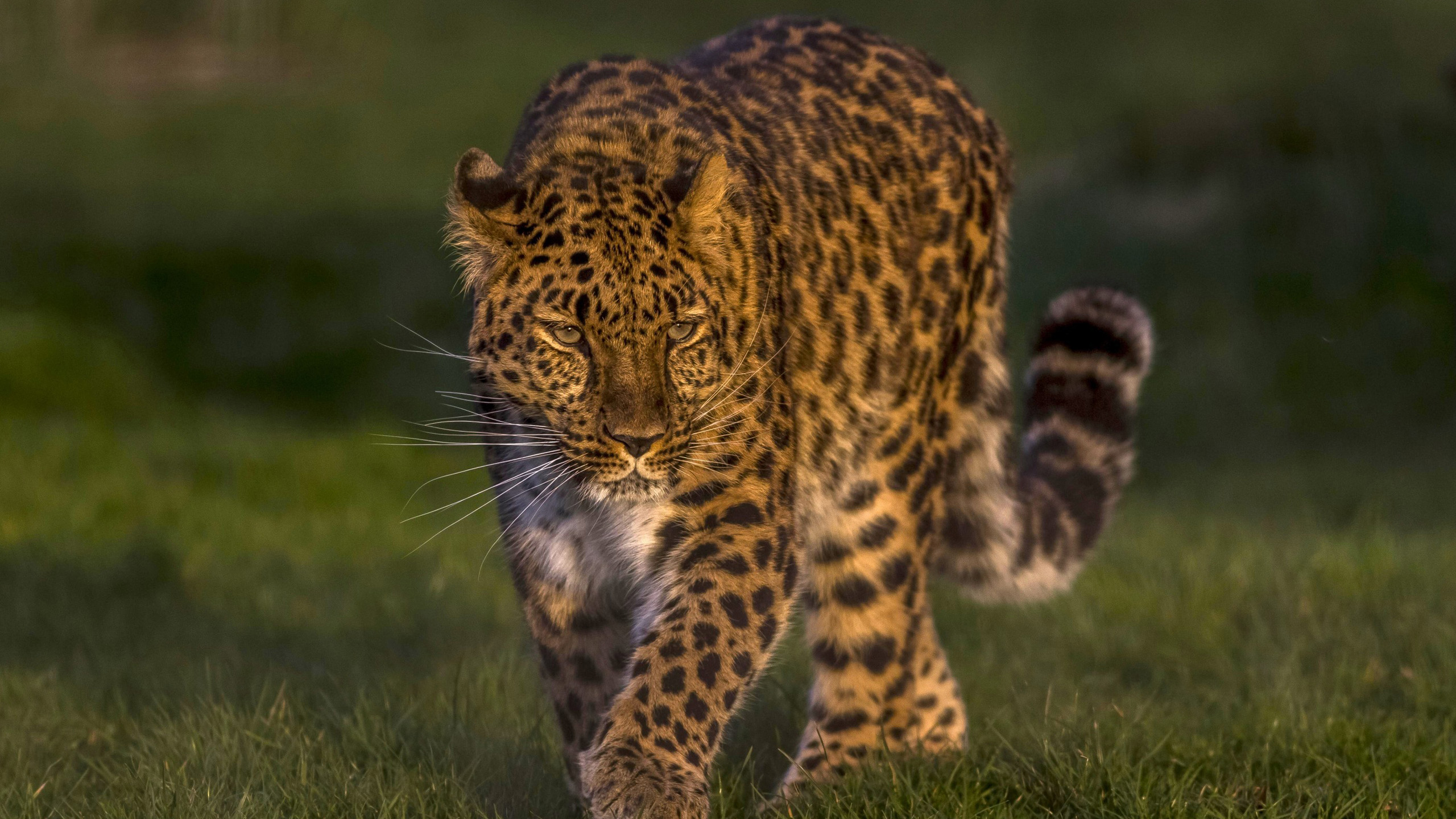 野生动物,豹子,猎豹,觅食