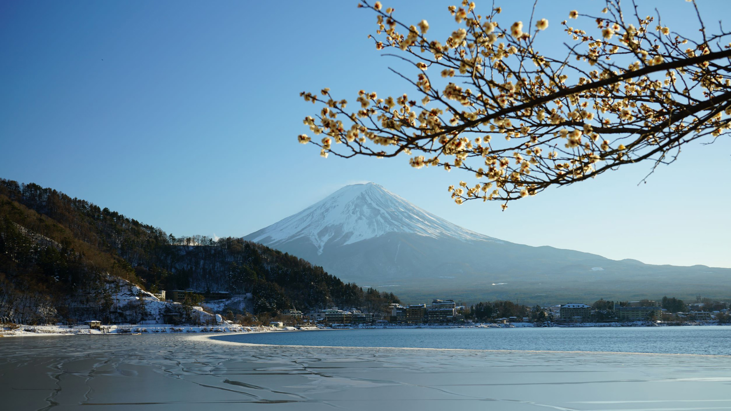 自然风光,樱花,富士山