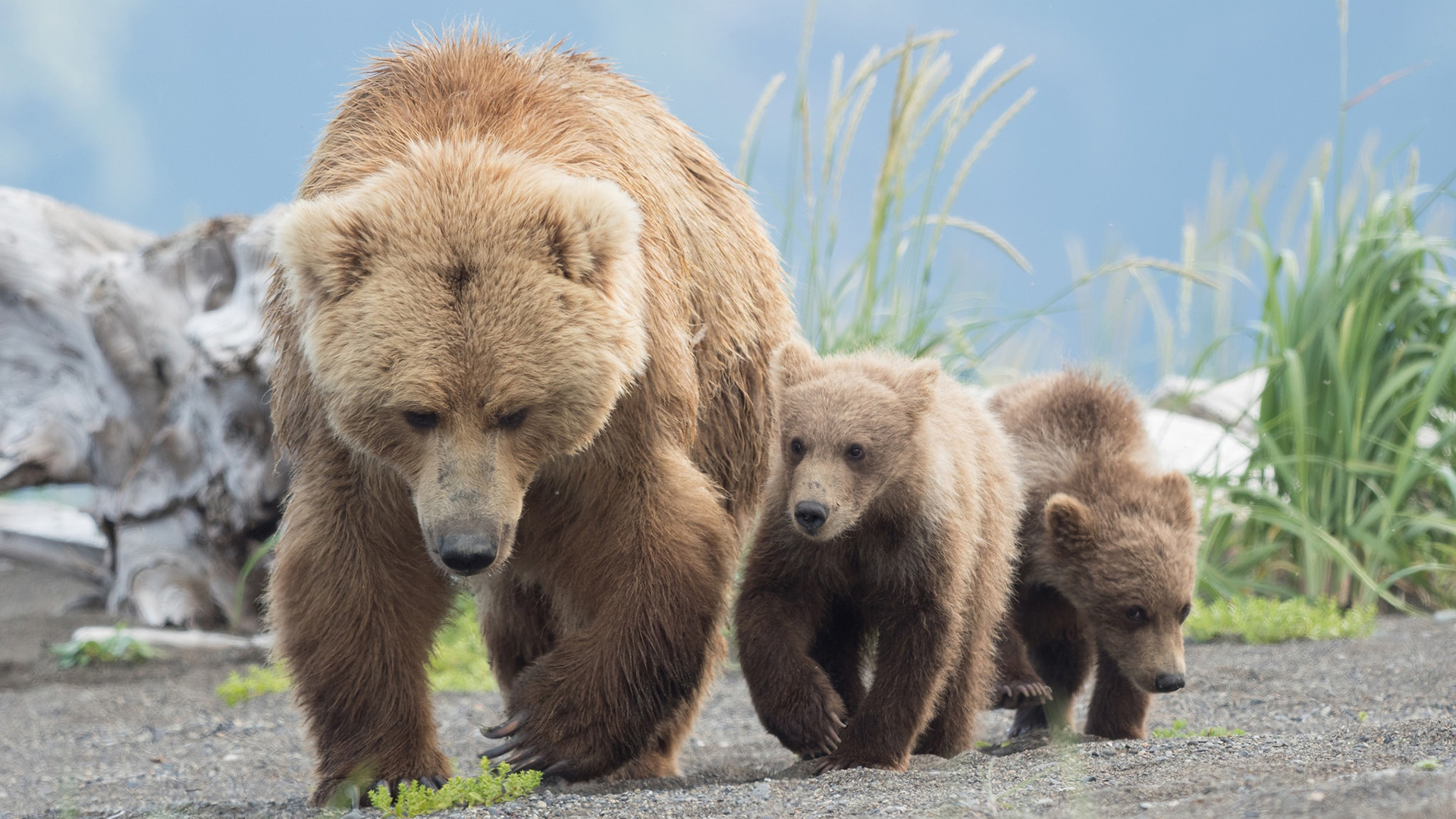 野生动物,熊妈妈,熊宝宝,灰熊