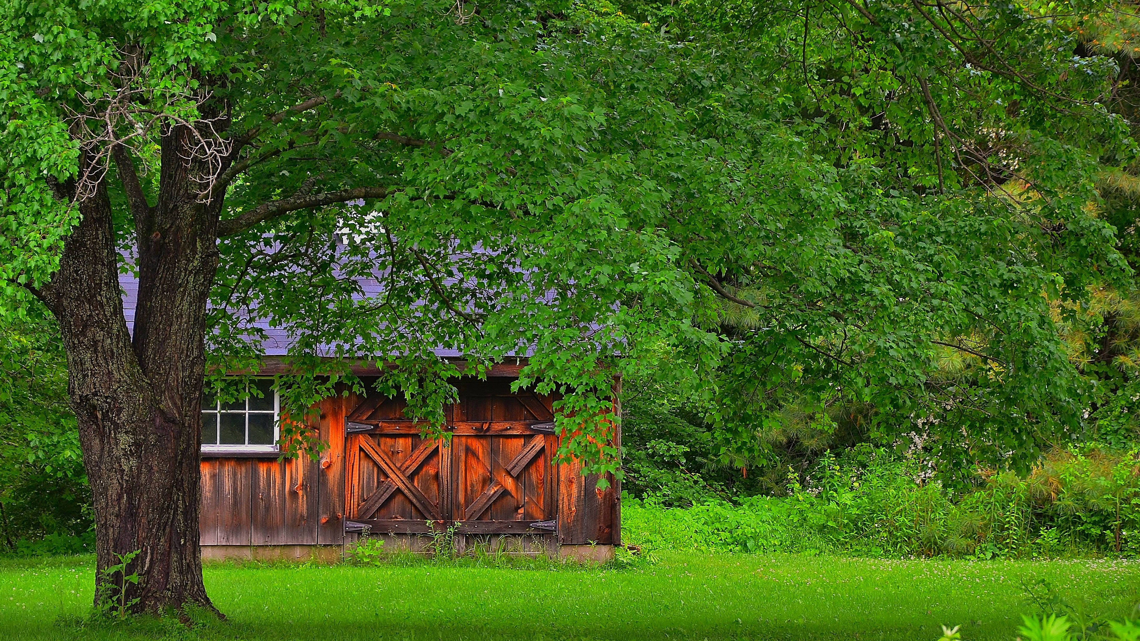 自然风光,大树,草地,小木屋