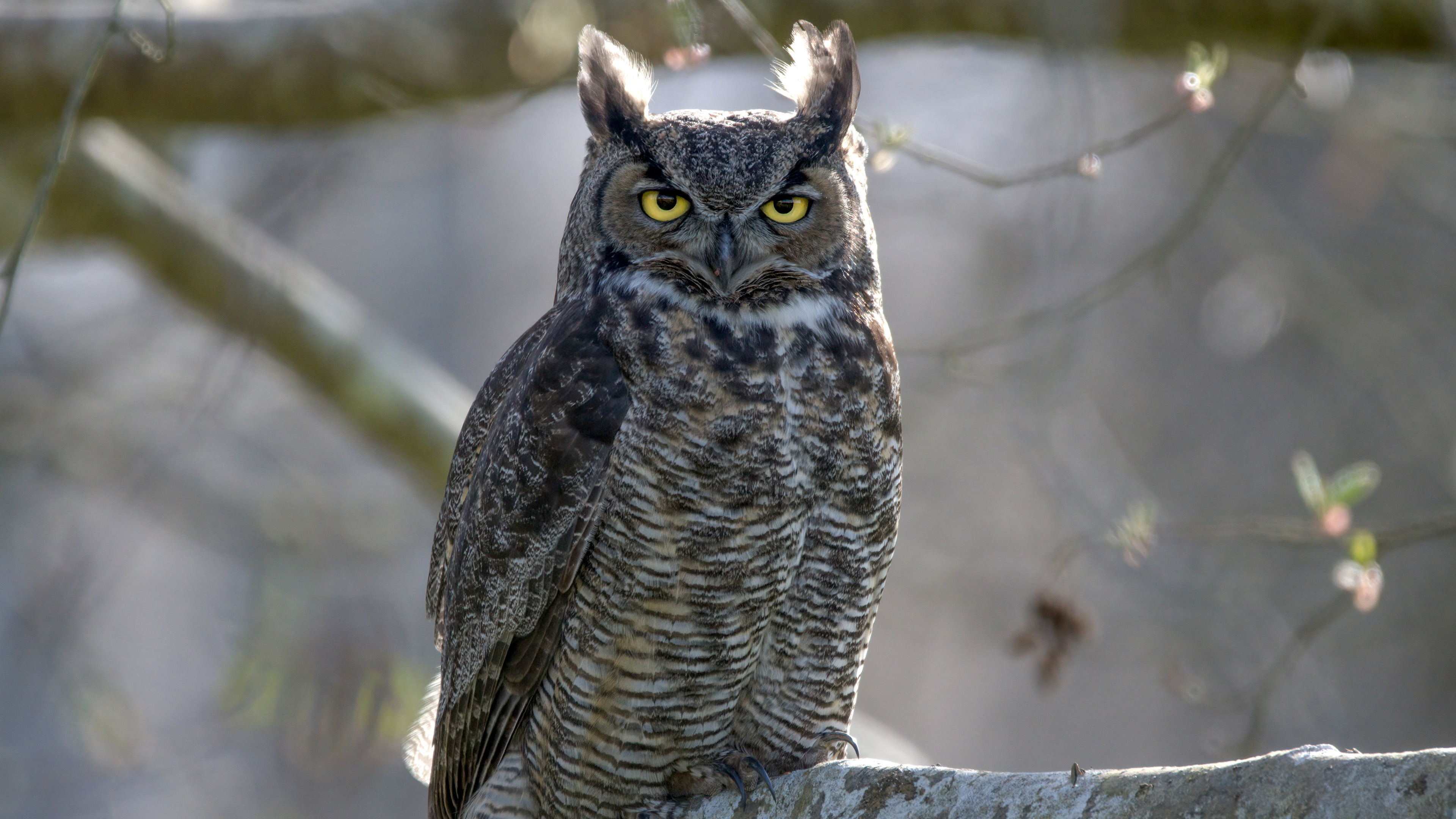 小鸟天地,猫头鹰