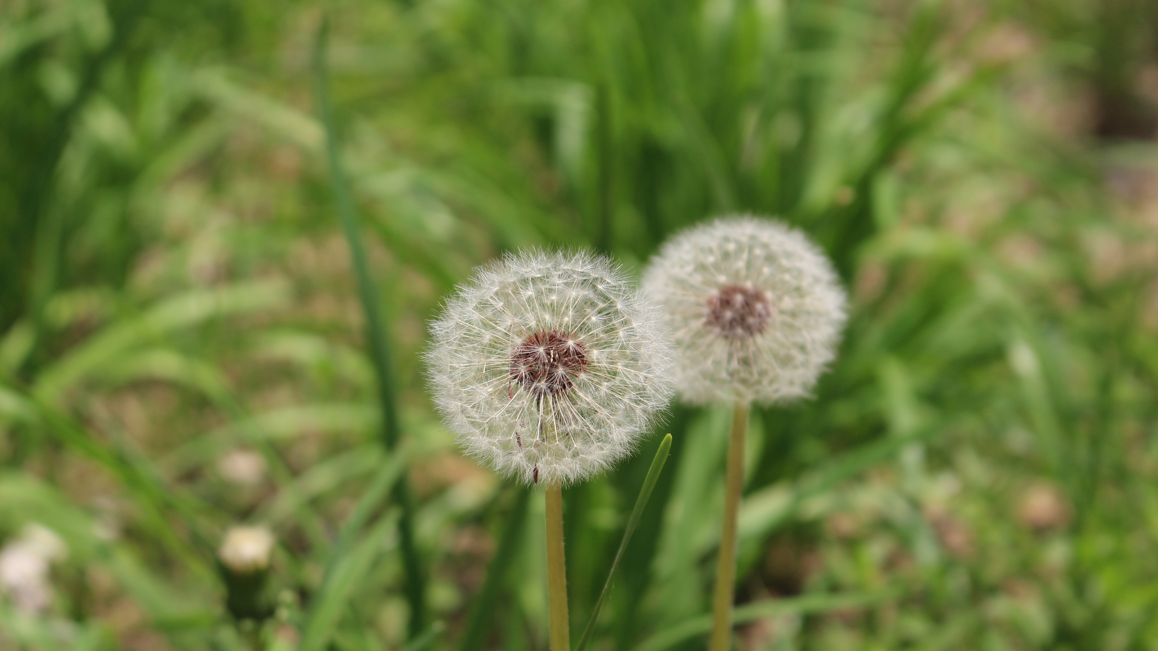 清新淡雅,蒲公英,草地