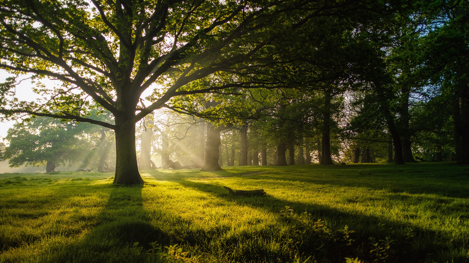 森林,树林,日出,阳光,草地