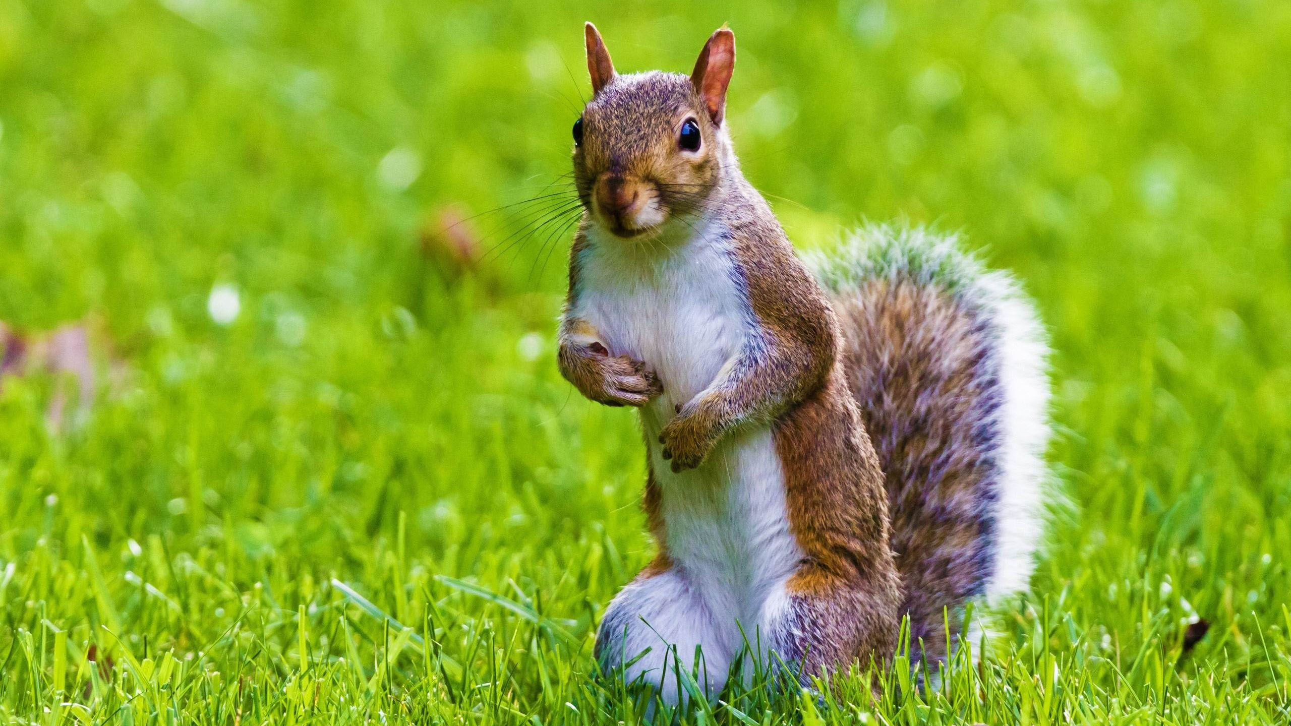 野生动物,松鼠,草地,可爱,小动物