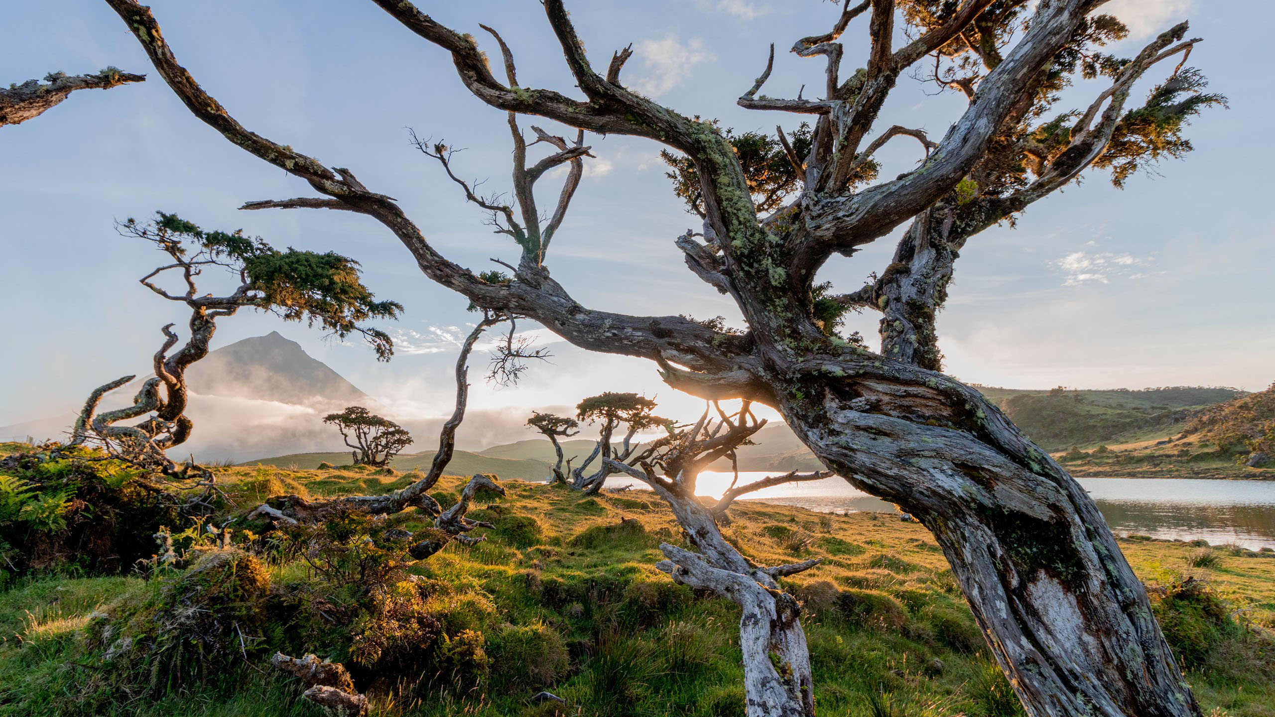 自然风光,草原,乔木