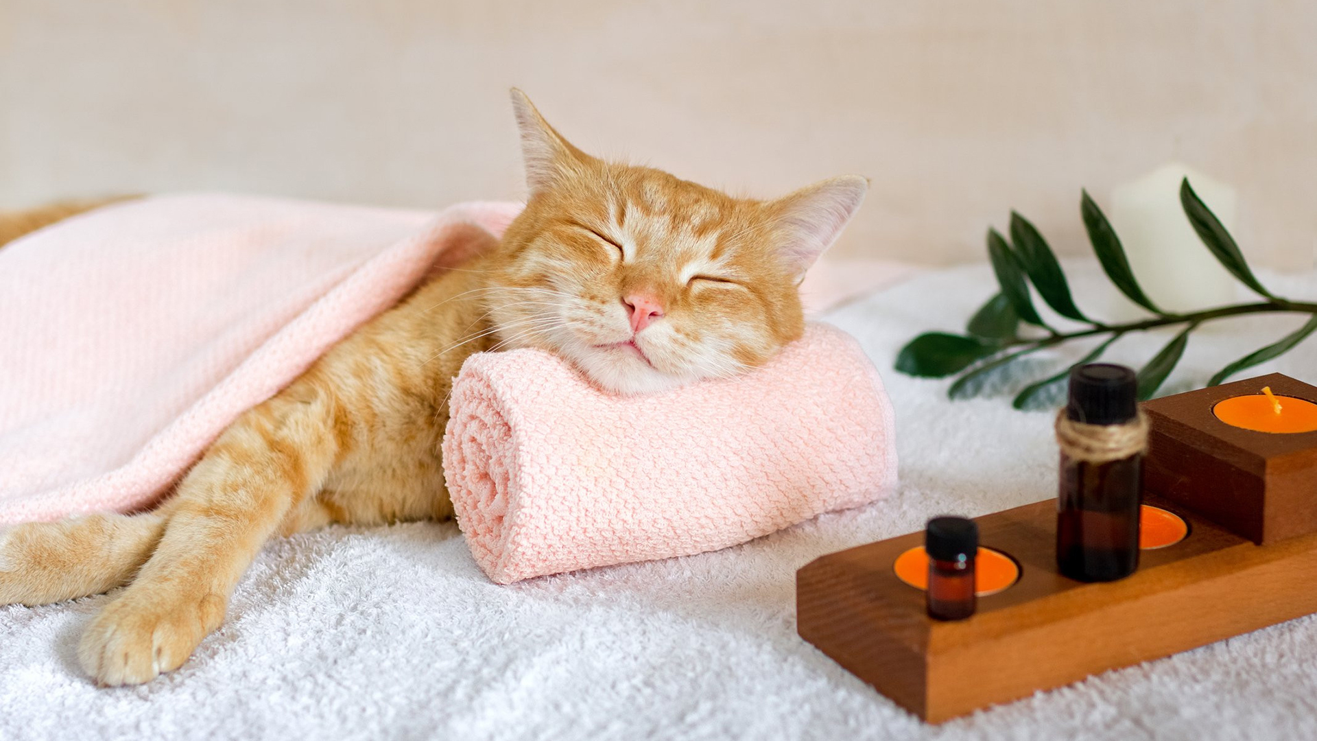 喵星人,猫咪,SPA,精油