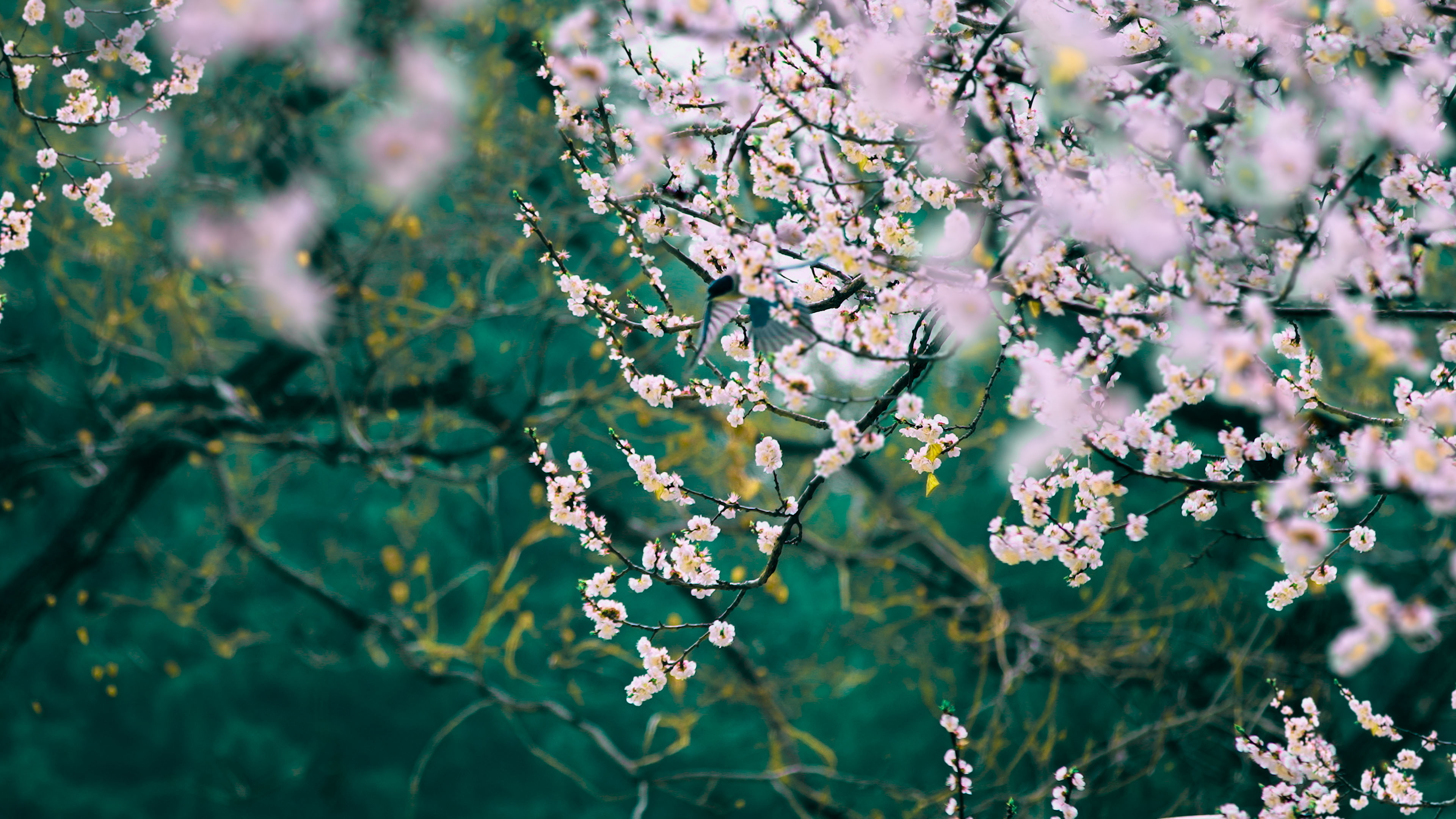 娇艳欲滴,樱花,春梅,鸟语花香