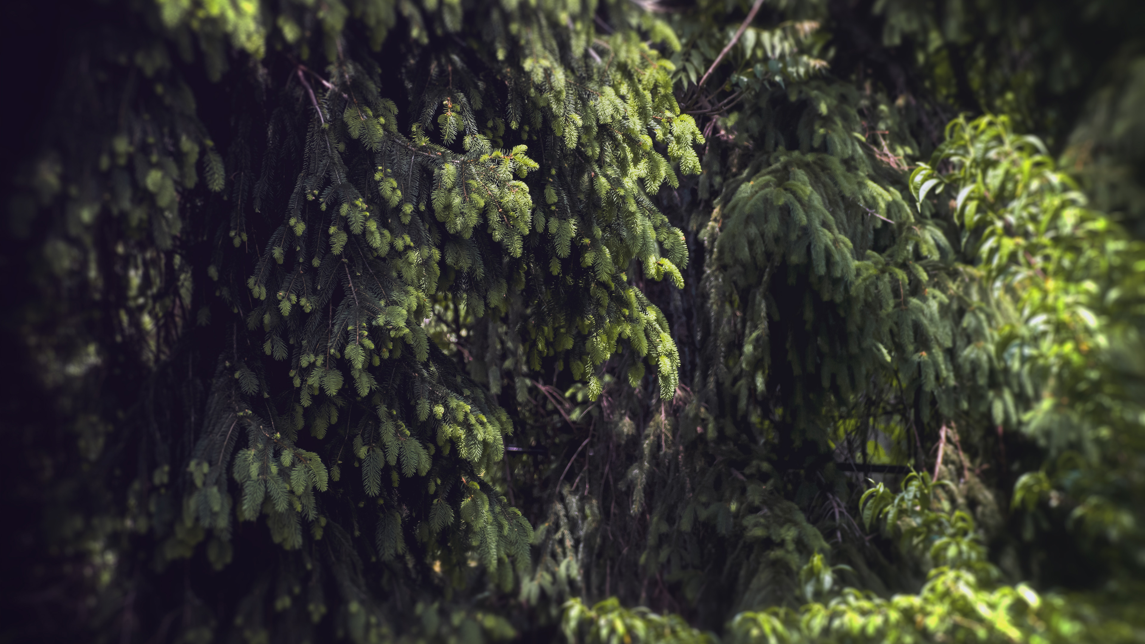 松树,树林,茂密