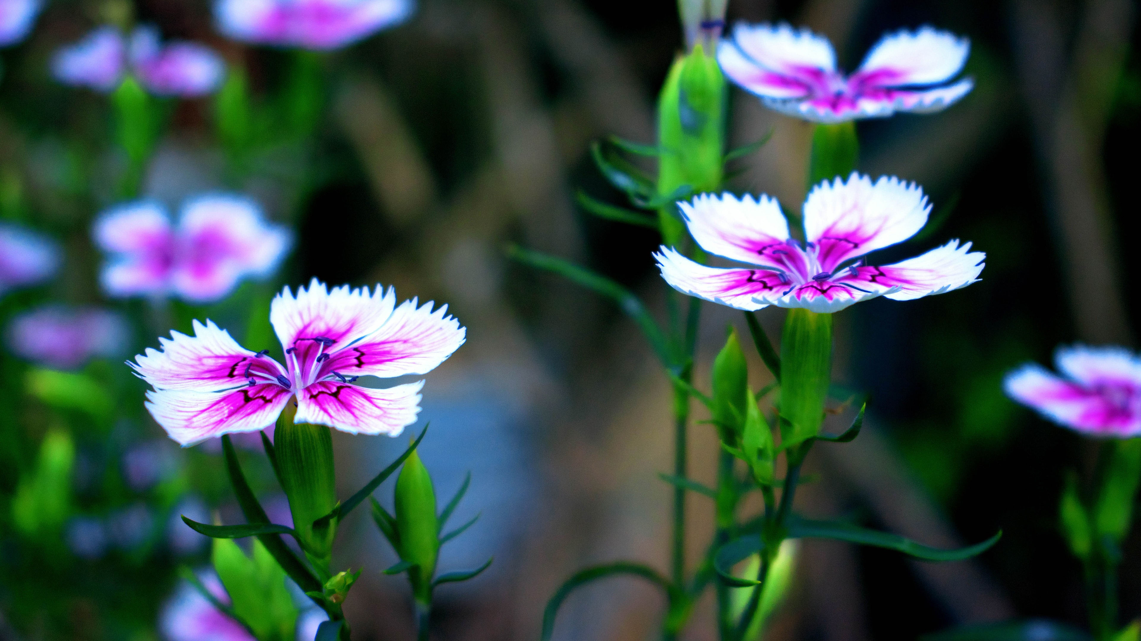 鸟语花香,蝴蝶,花丛,野花