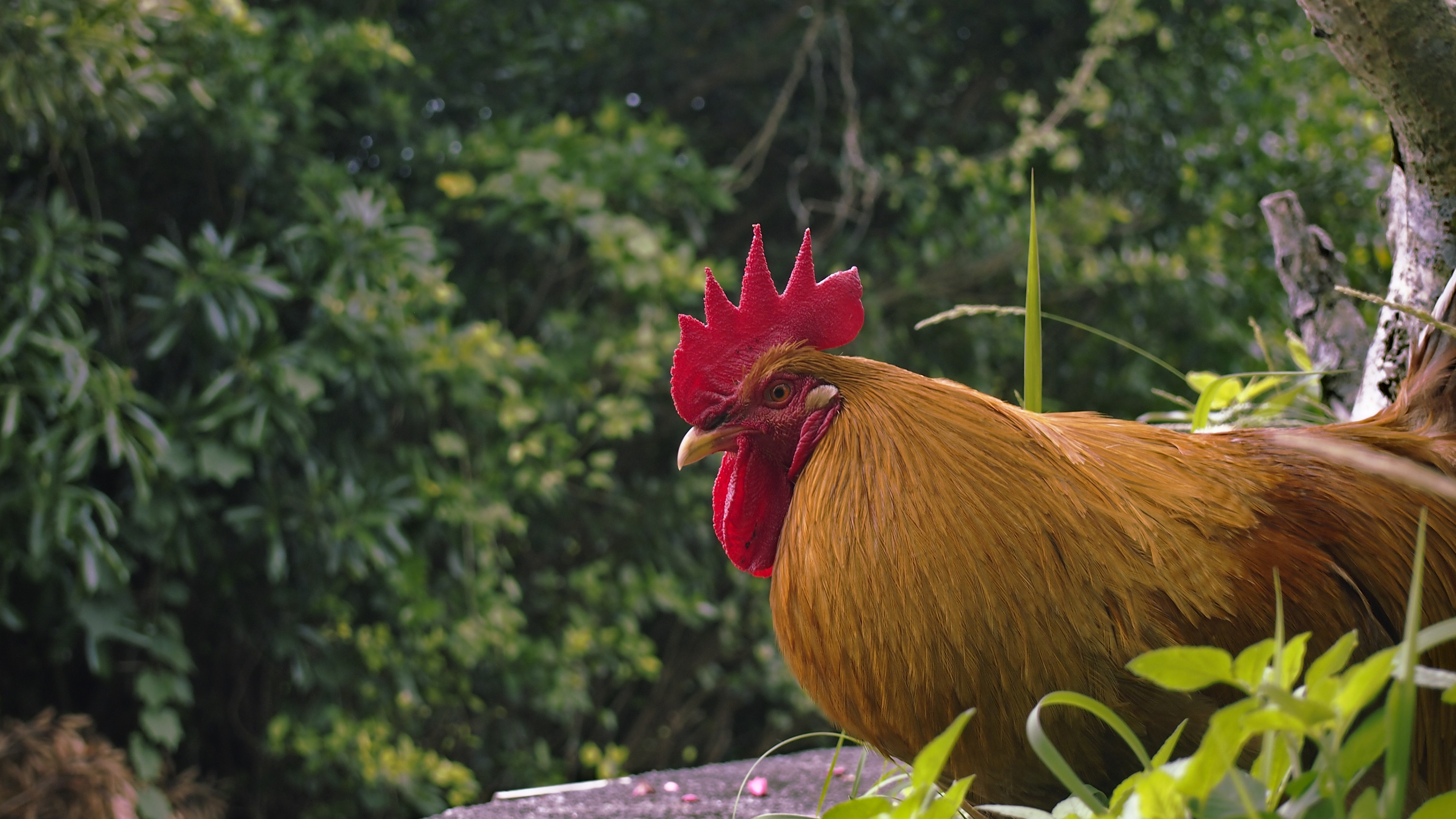 小鸟天地,大公鸡,土鸡