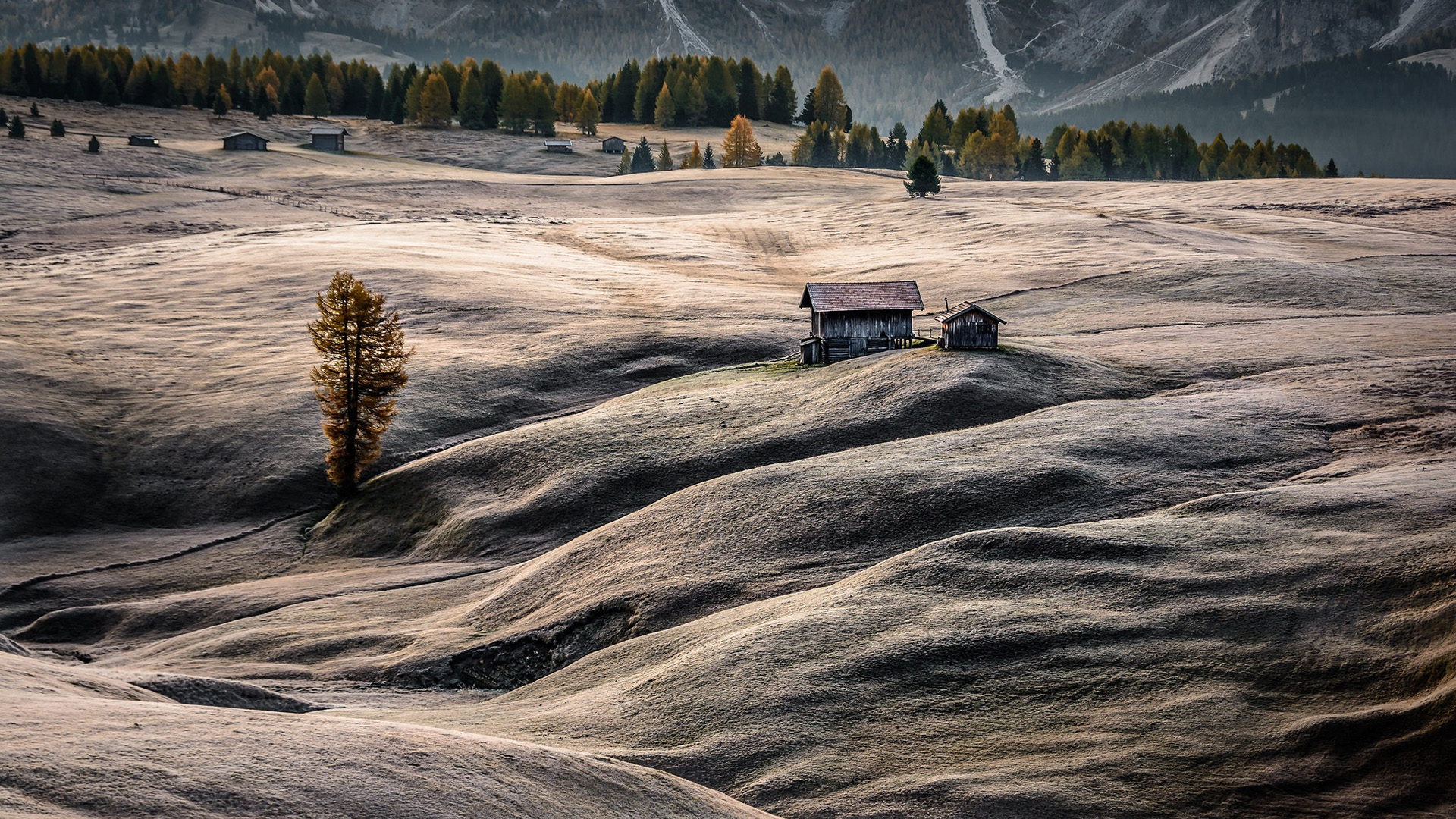 自然风光,光秃秃,树林,小屋