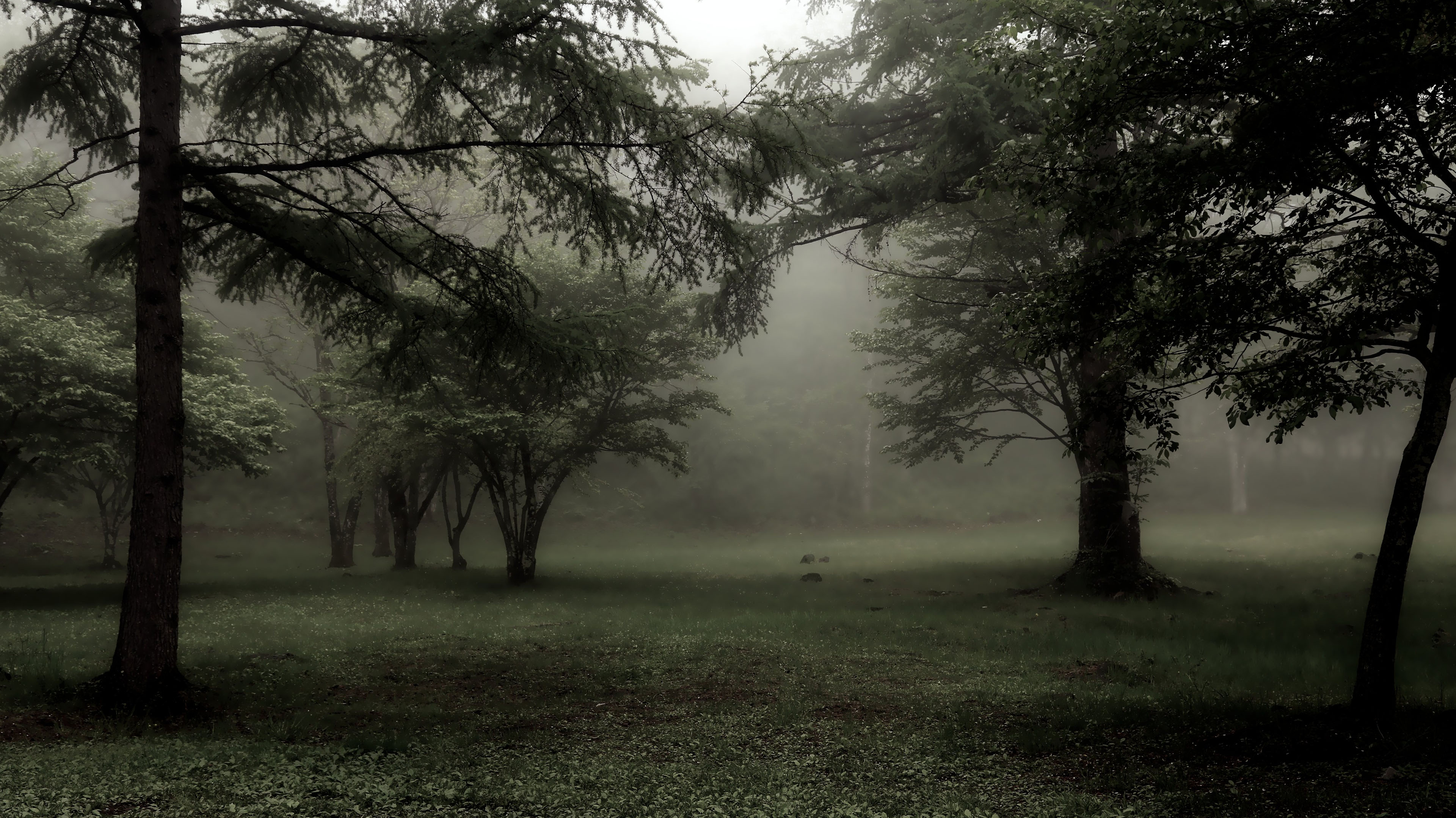 自然风光,清晨,草地,树林