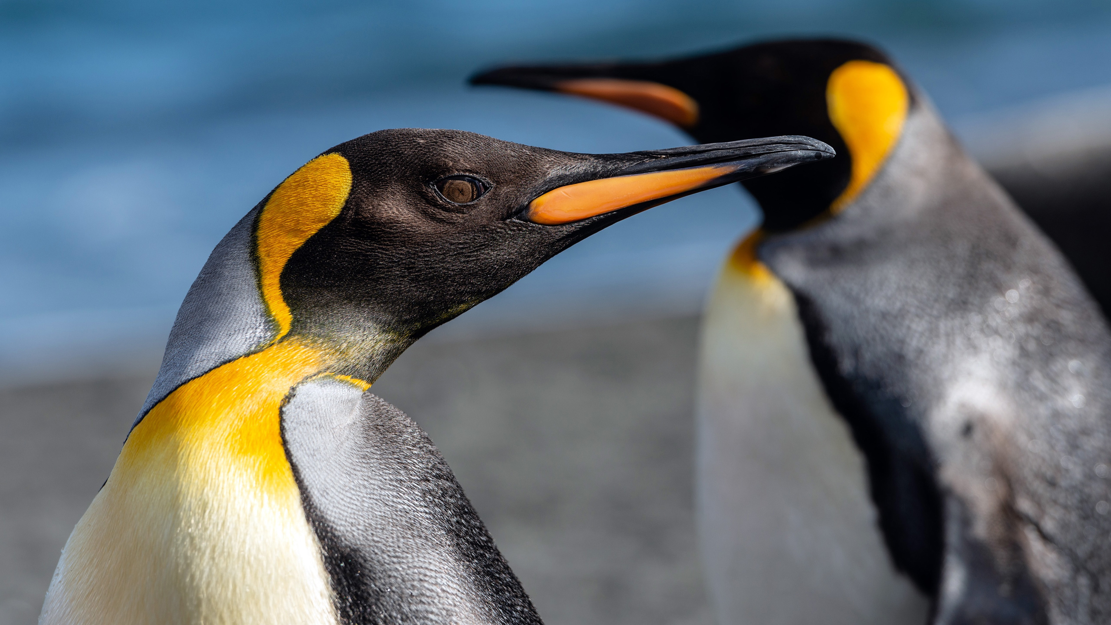 海底世界,企鹅,帝企鹅,南极