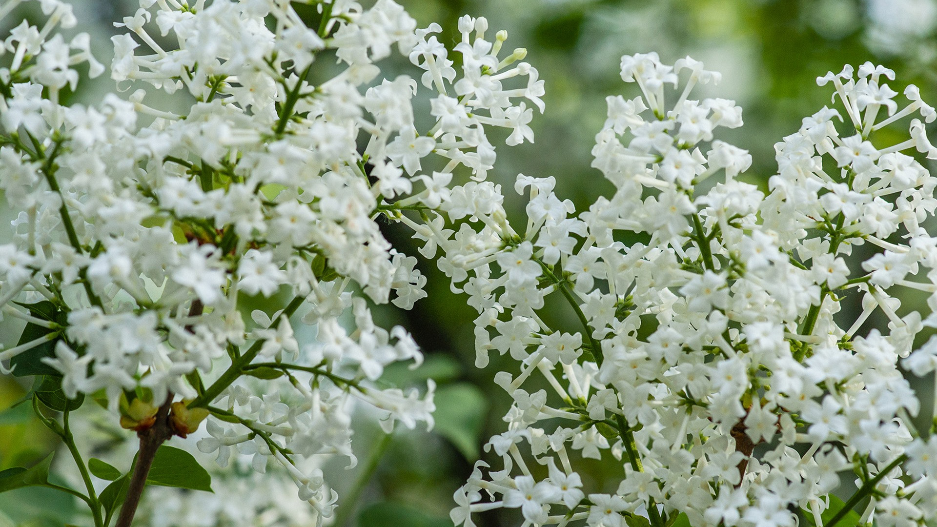 鸟语花香,春天,美丽