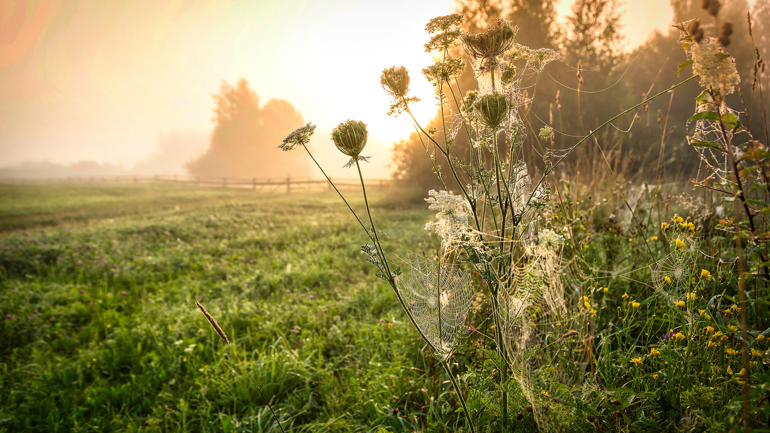 鸟语花香,蒲公英,清晨,日出