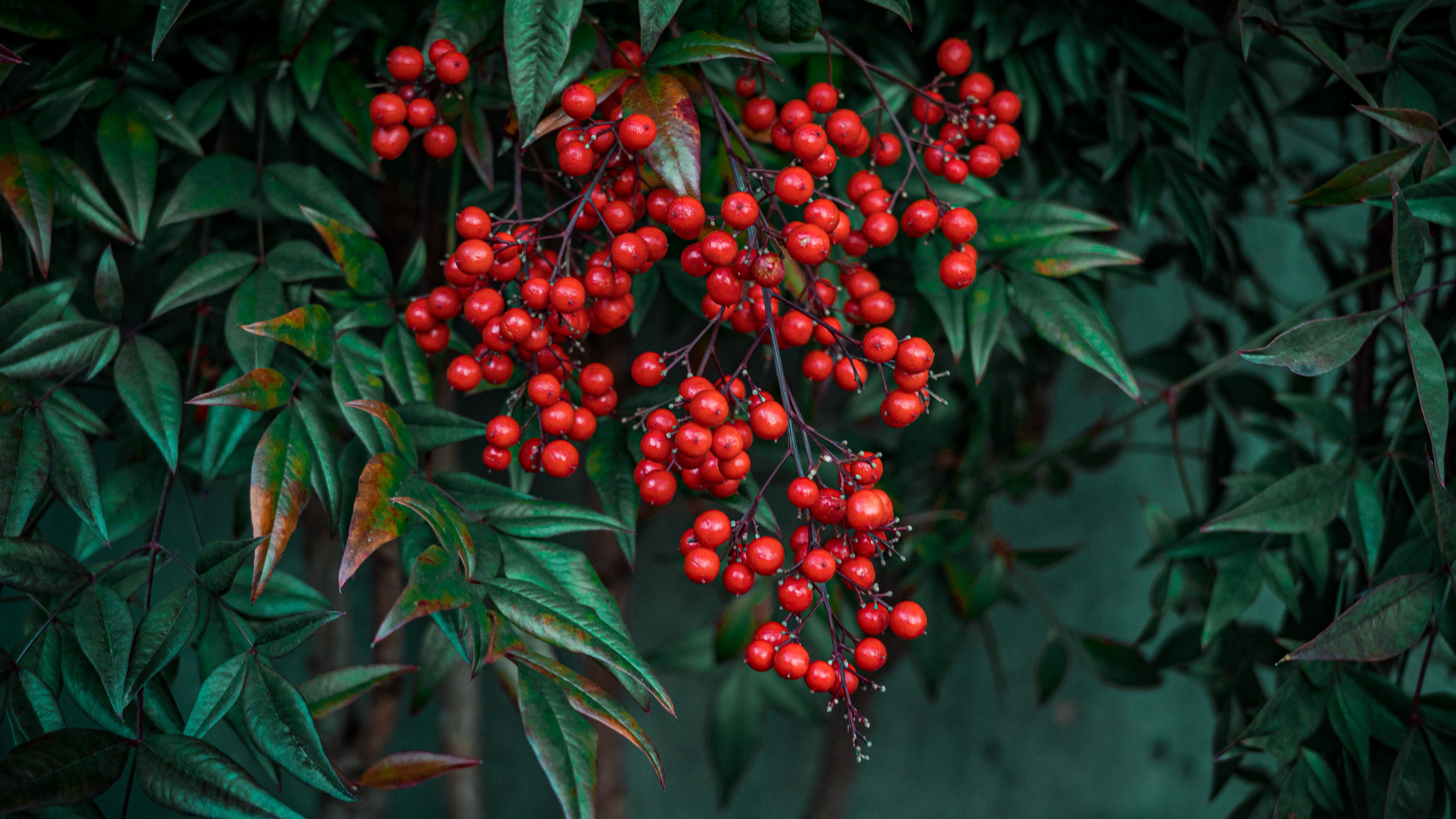 护眼壁纸,植物,果实