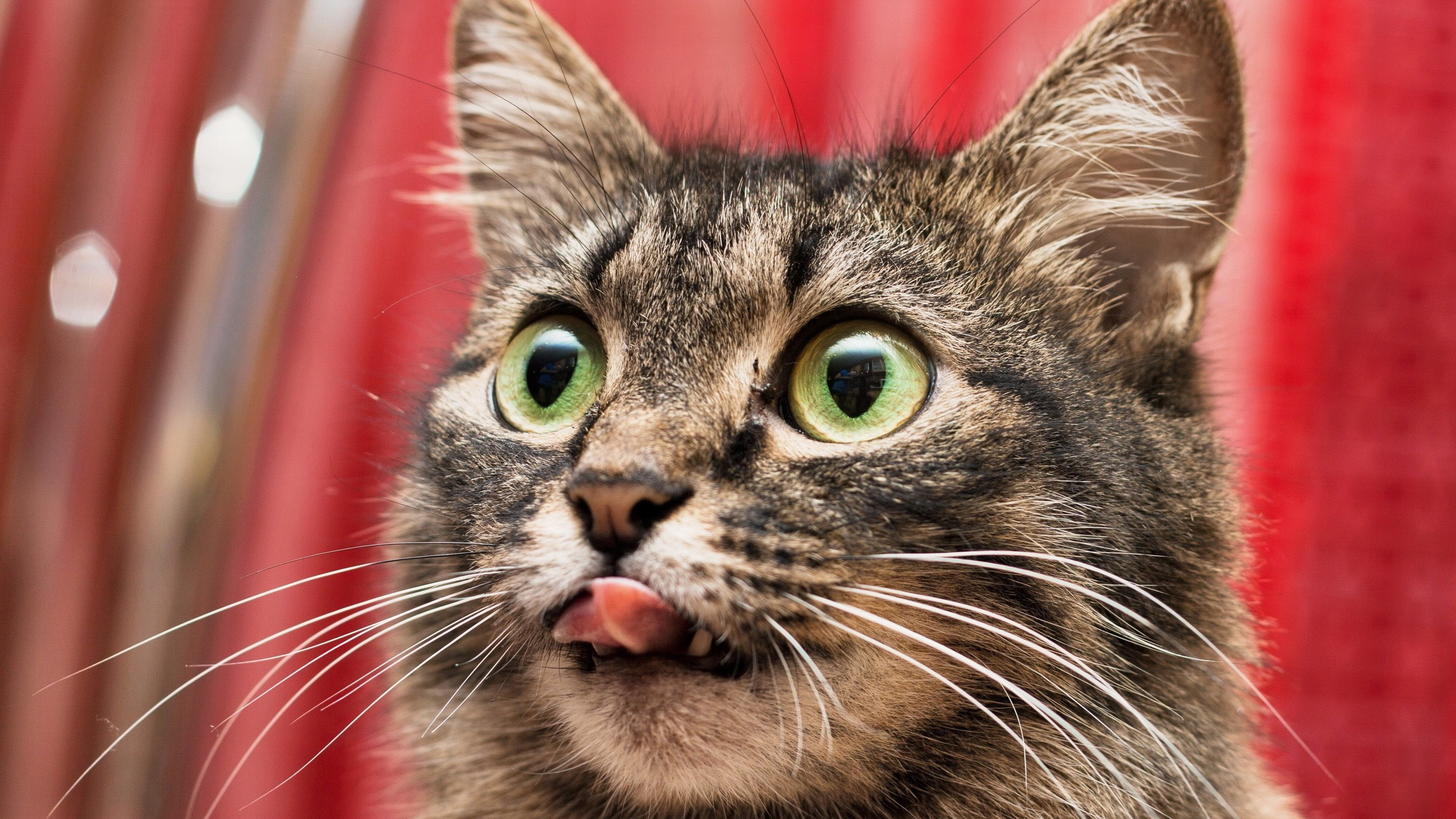 喵星人,猫咪,大花猫,大眼睛