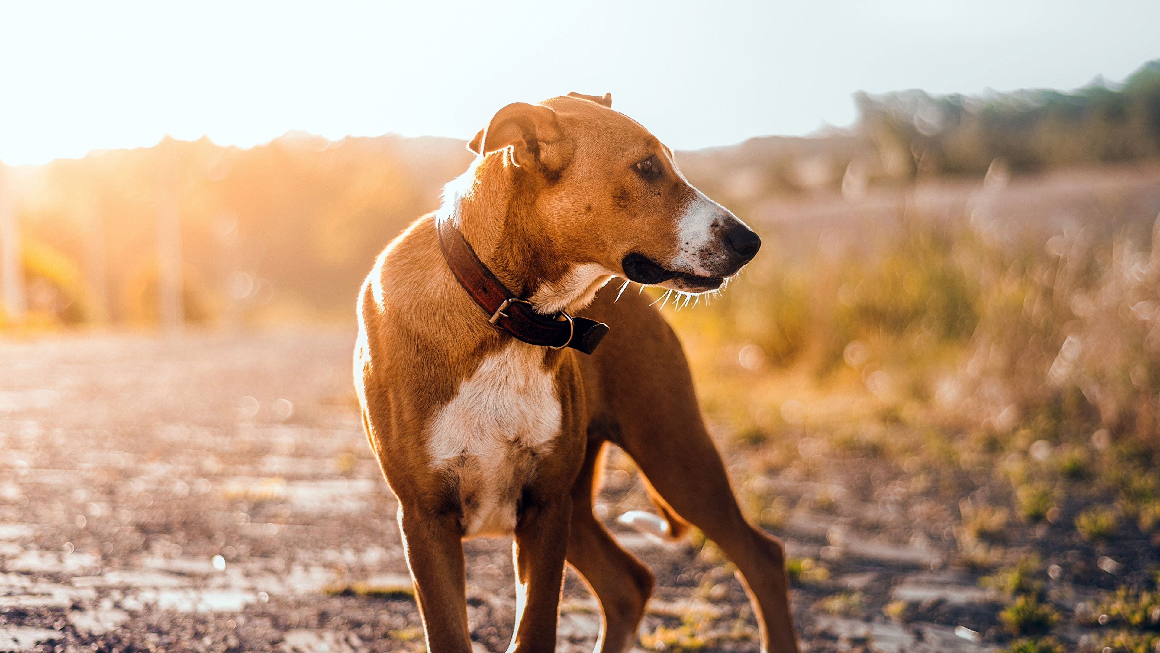汪星人,阳光,犬,写真