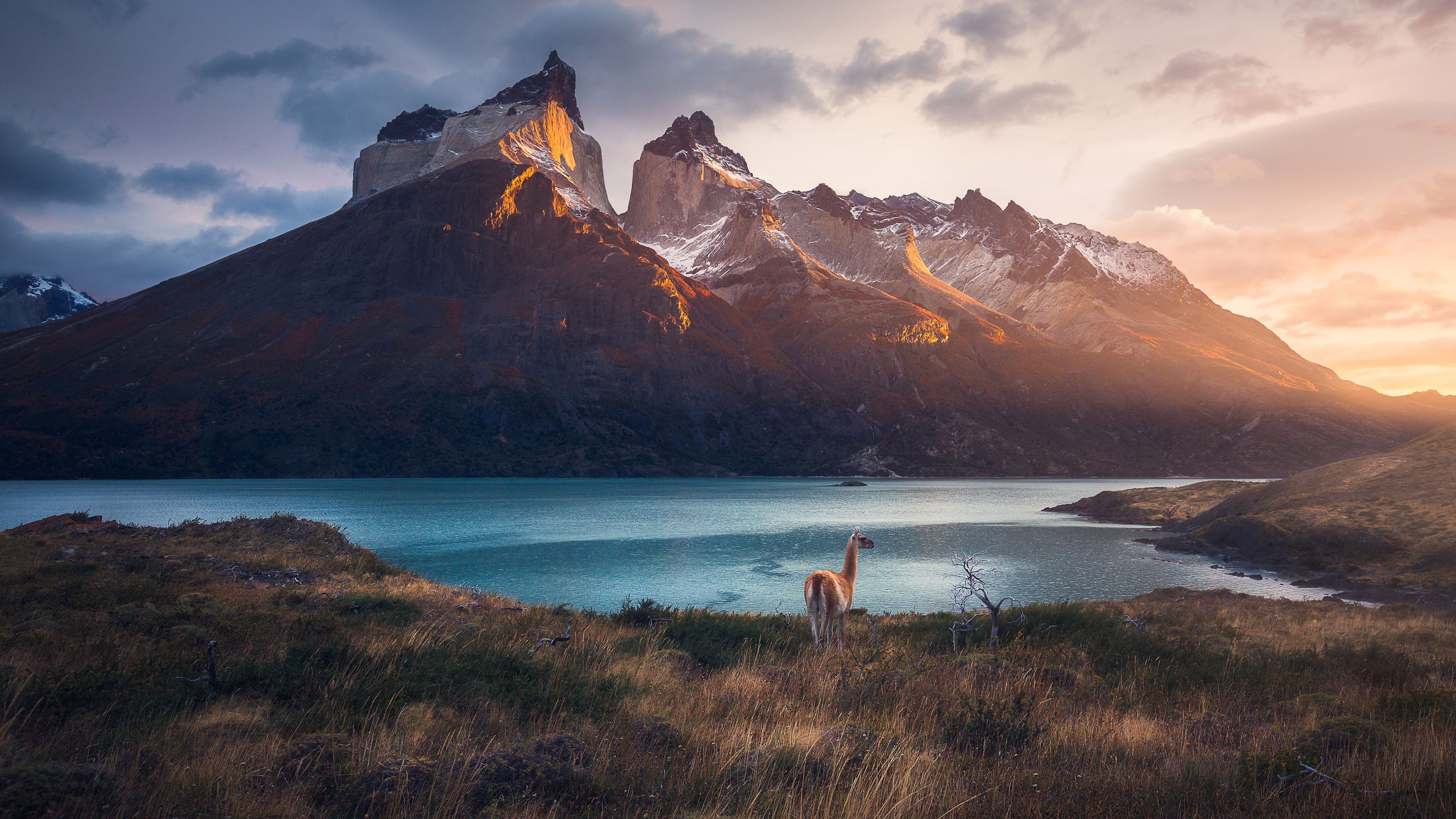 雪山下,羊驼,湖泊